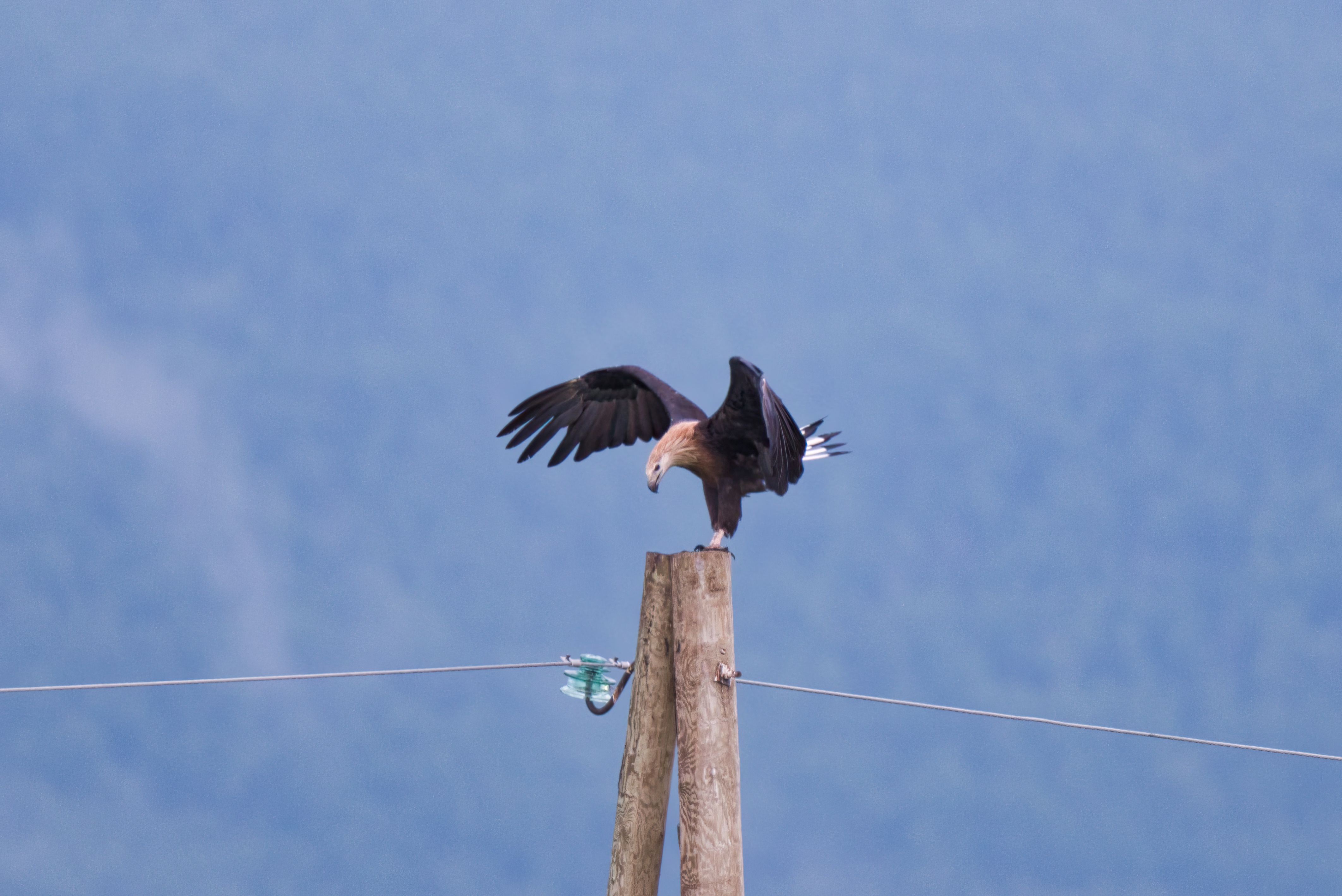 орлан, долгохвост/pallas\\\'s, sea-eagle, Большаков Алексей