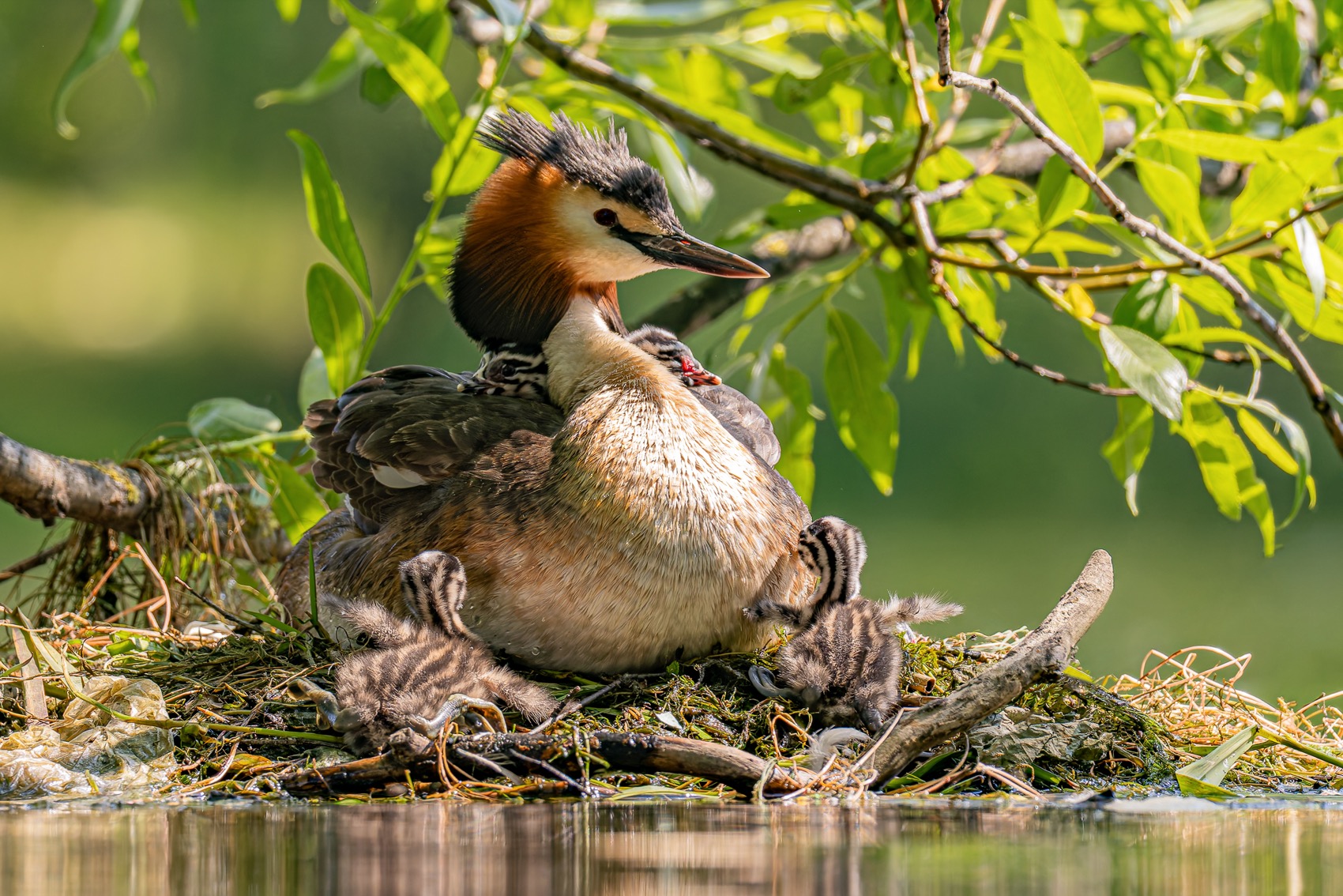 чомга, поганка, большая поганка, птенец, птицы, Руслан Pl