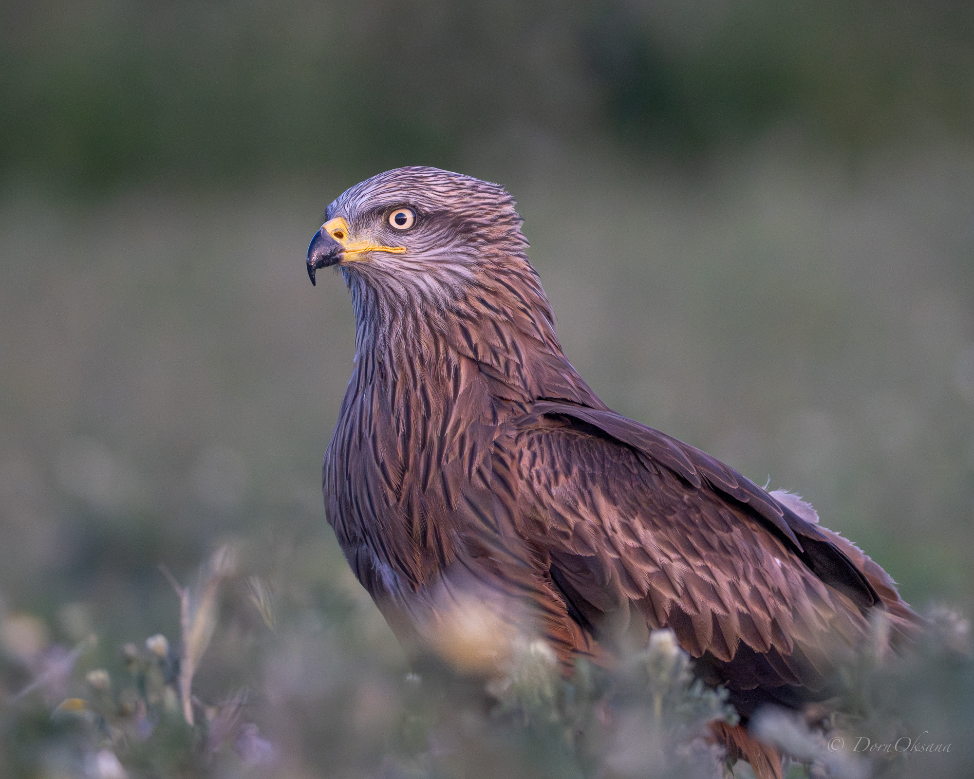 black kite, raptors, bird of prey, birds, predators, черный коршун, хищники, птицы, Дорн Оксана