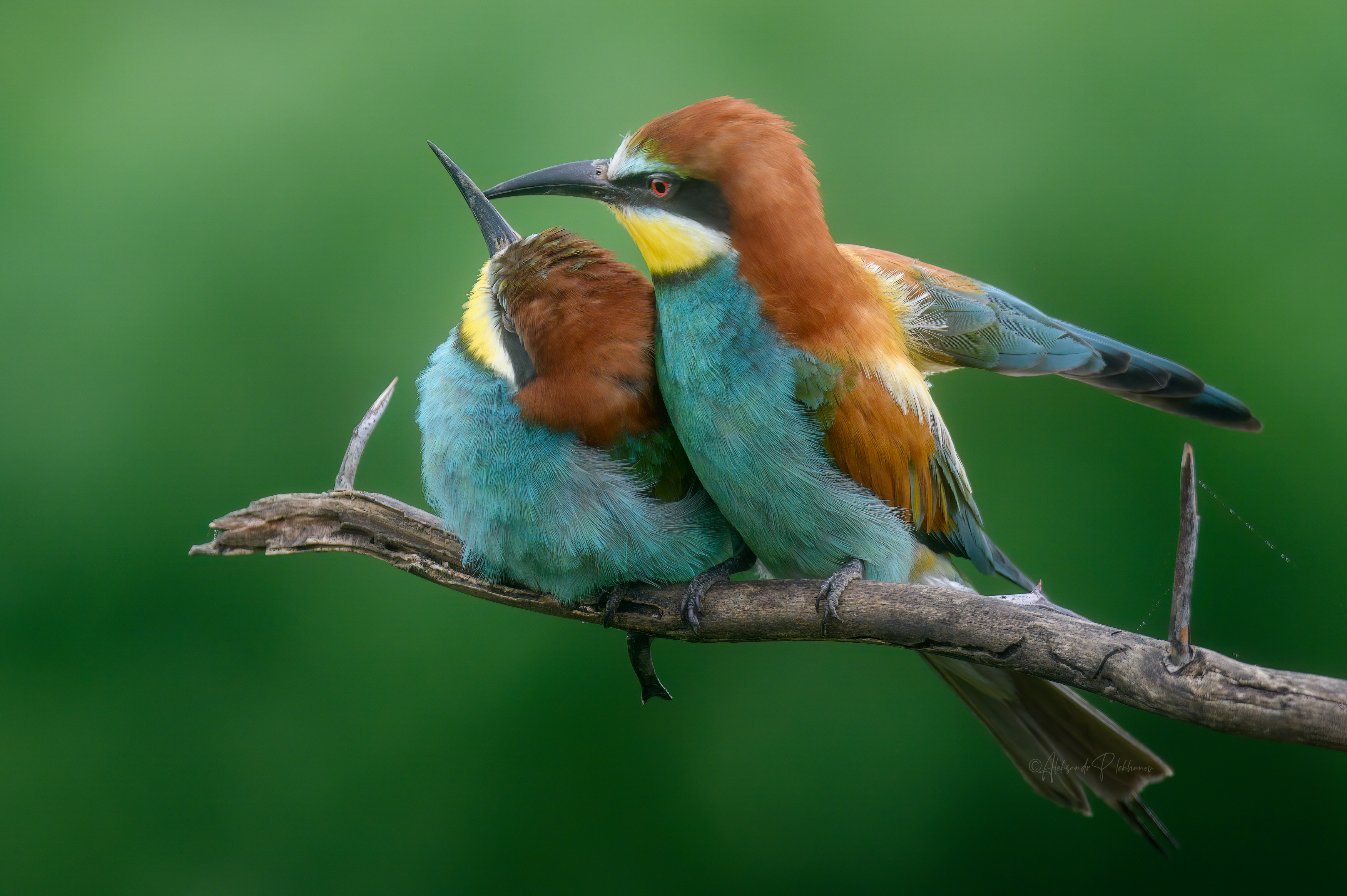 wildlife,bee-eater, Плеханов Александр