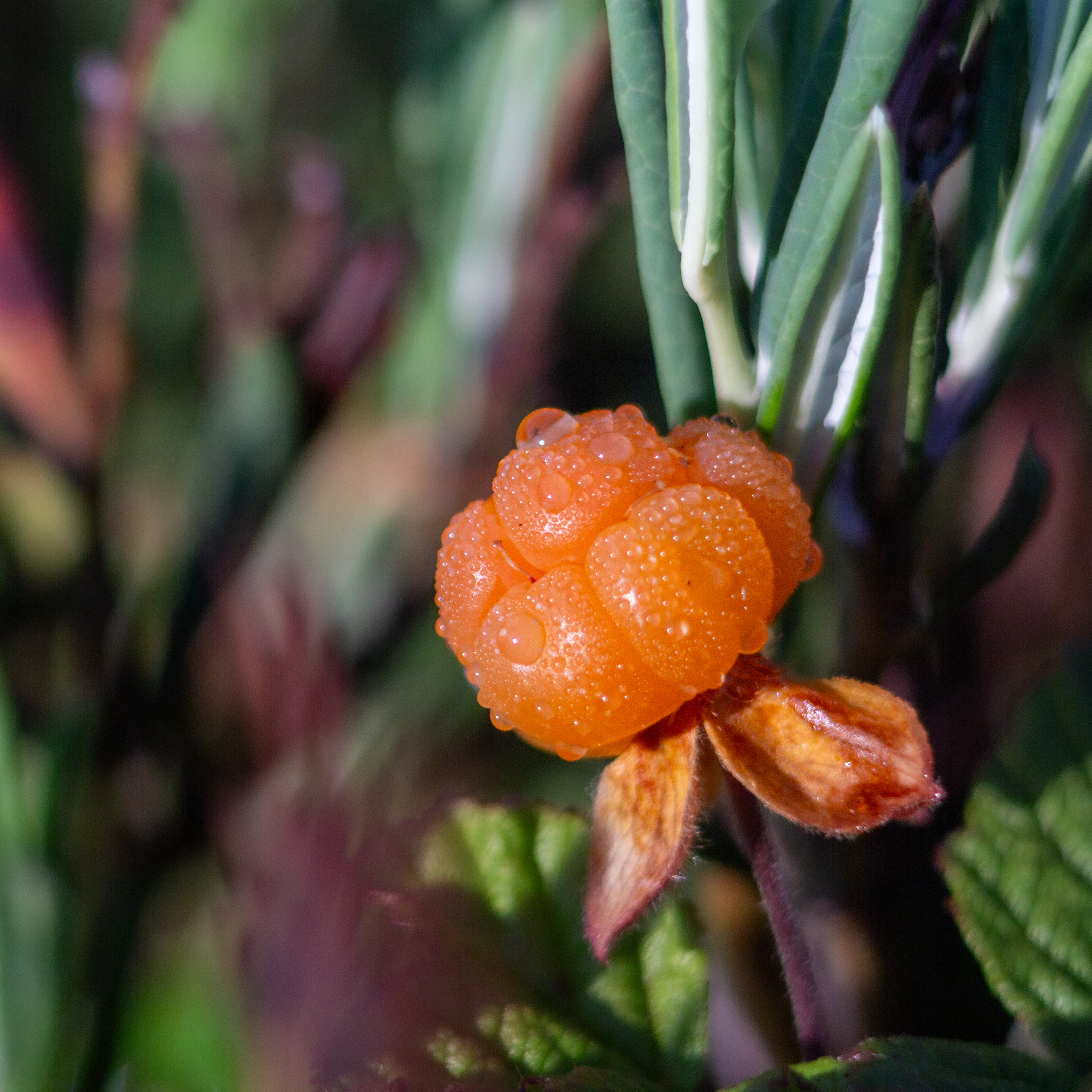 , Комарова Вера