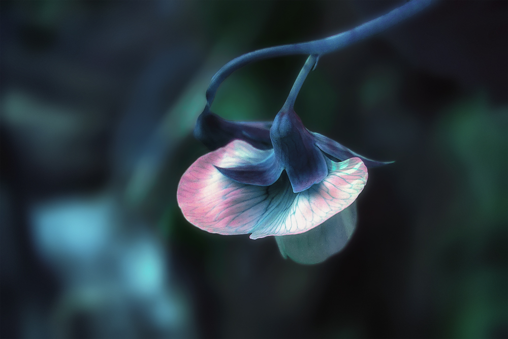 цветок, душистый горошек, Вера Ра