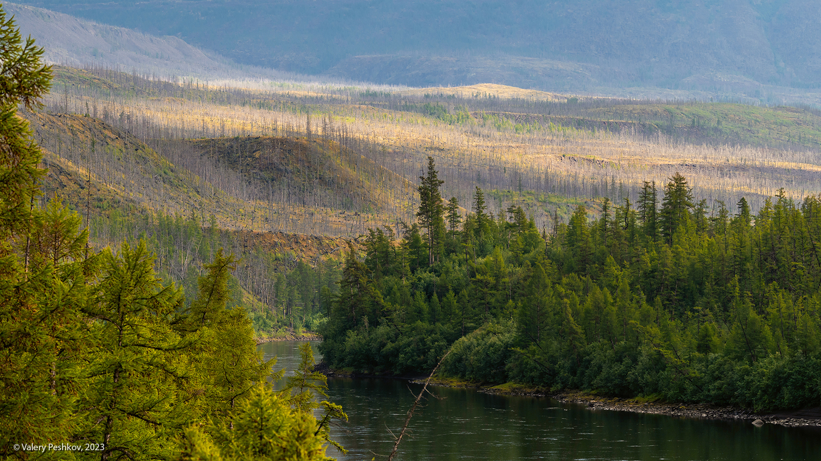 плато путорана, река, курейка, тайга, лиственницы, склоны, гарь, Пешков Валерий