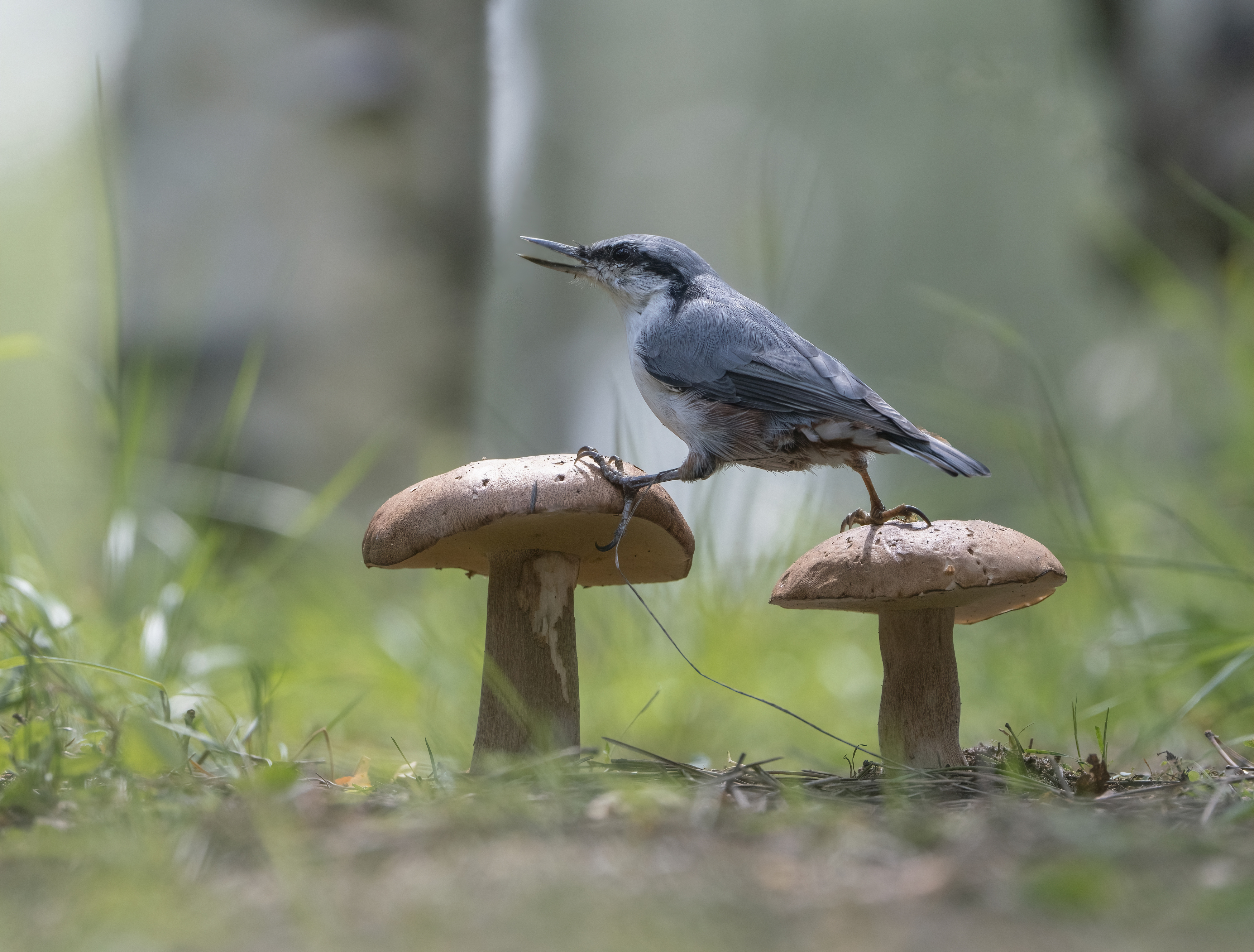 гриб,природа, лето,лес,поползень, Андрей Киселёв