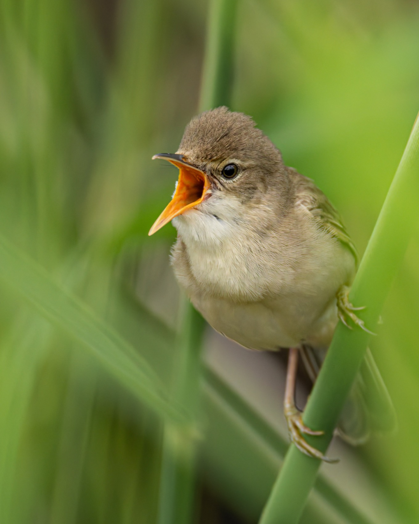 болотная камышовка, камышовка, птицы, Руслан Pl