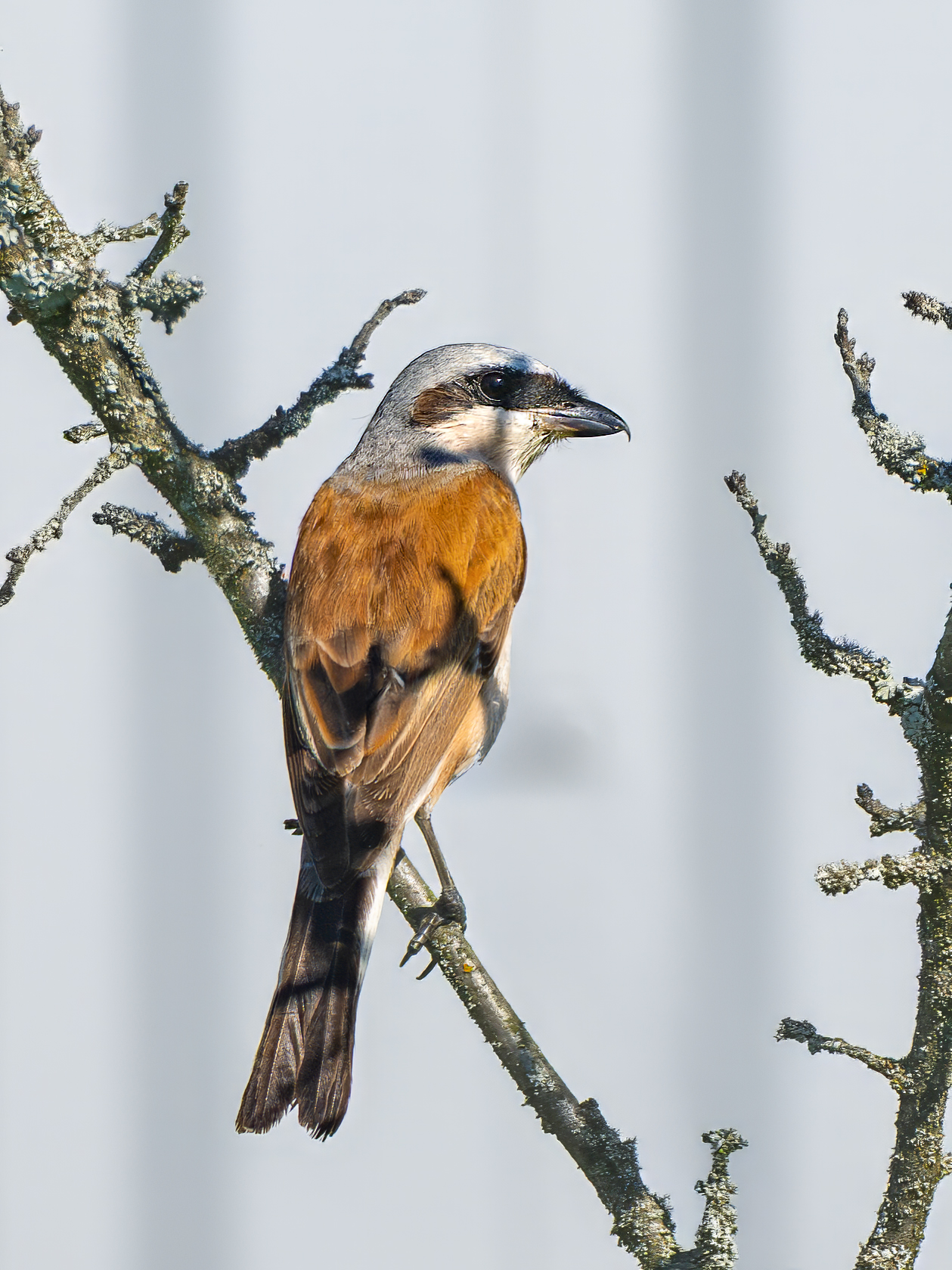 , Молодкин Дмитрий