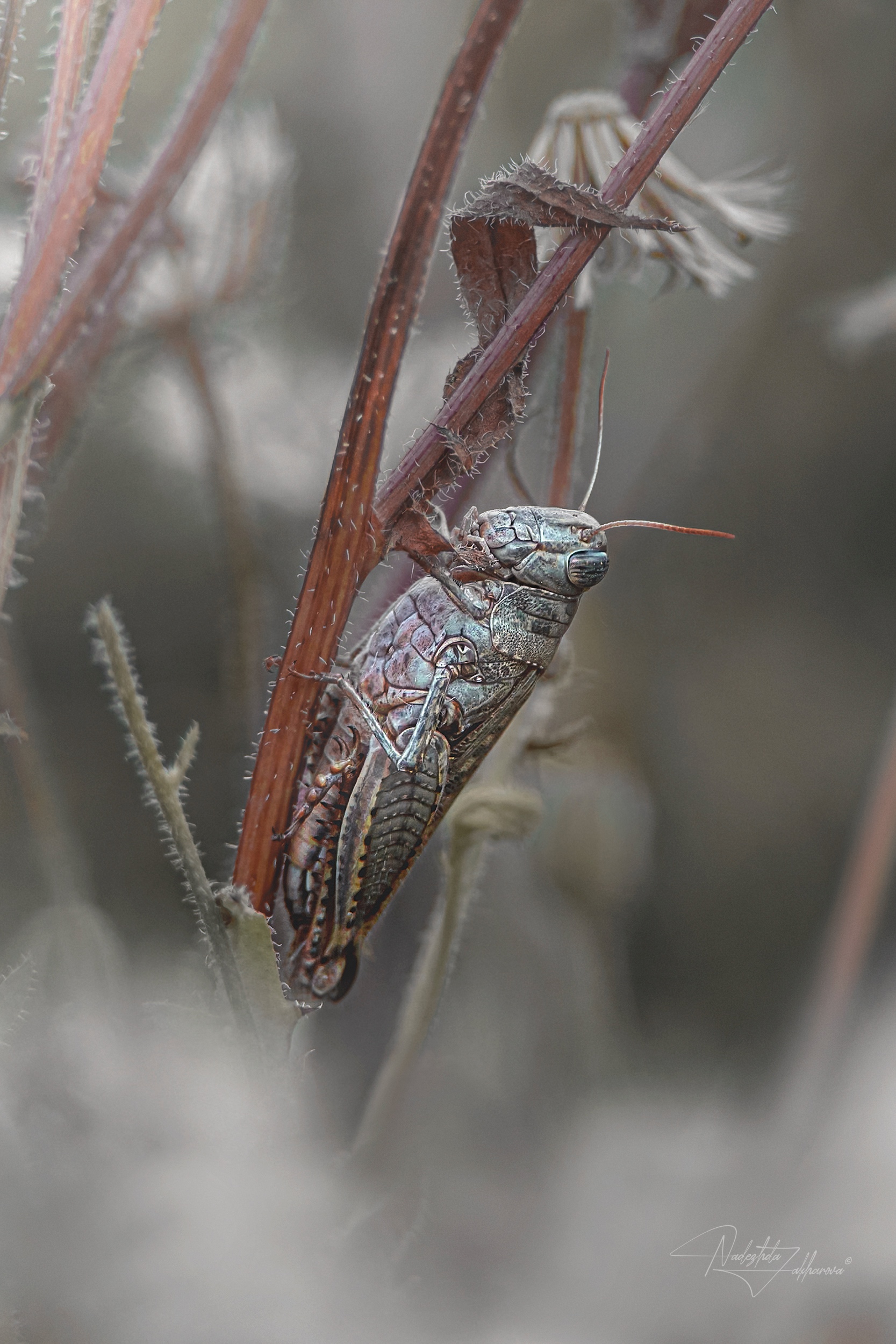 саранча, насекомые, лето, макро, макрофотография, художественная макрофотография, арт-фото, артфото, лето2025, август, Захарова Надежда