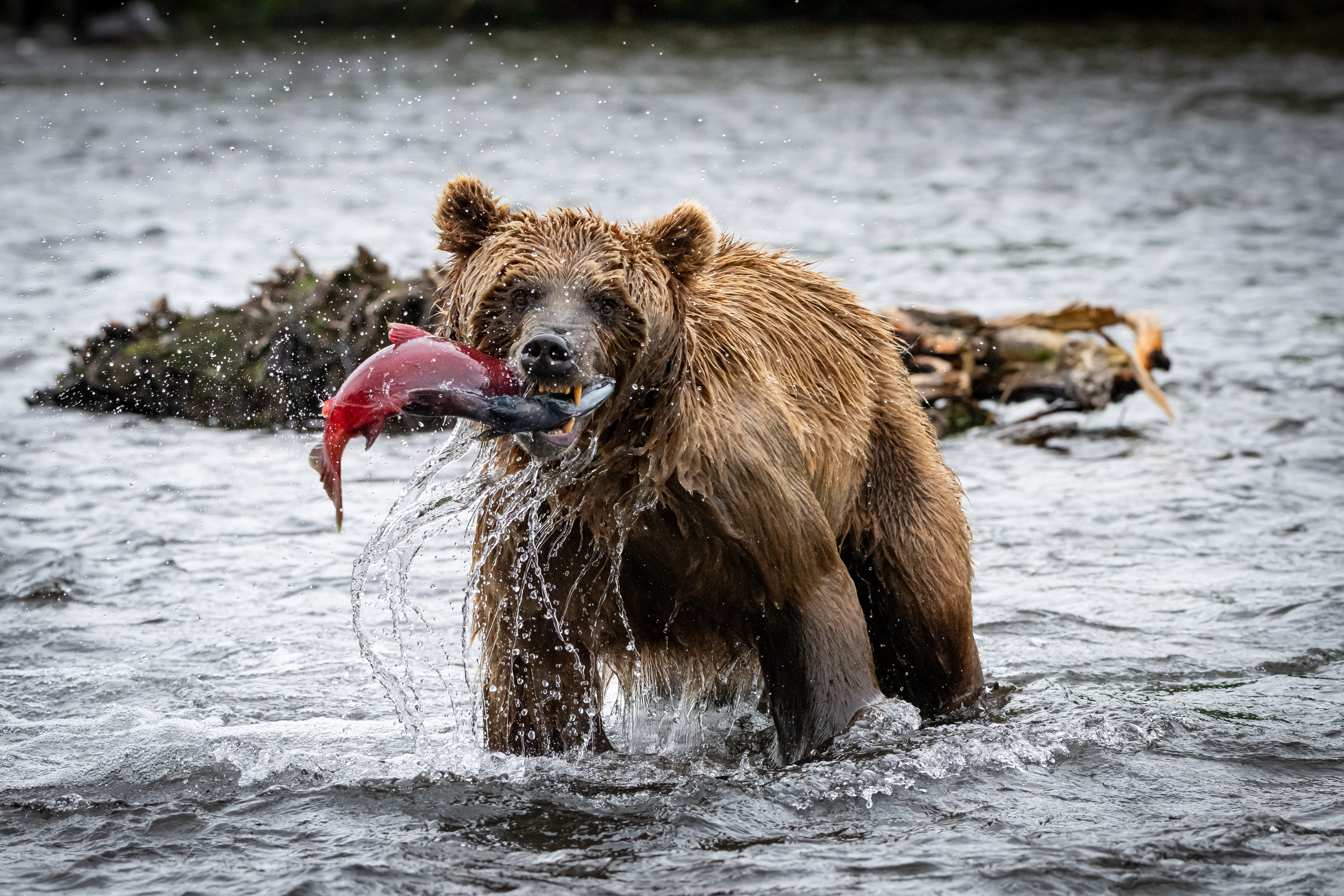 Камчатка, медведь, рыба, рыбалка, хищник, зверь, голодный, Степанова Татьяна
