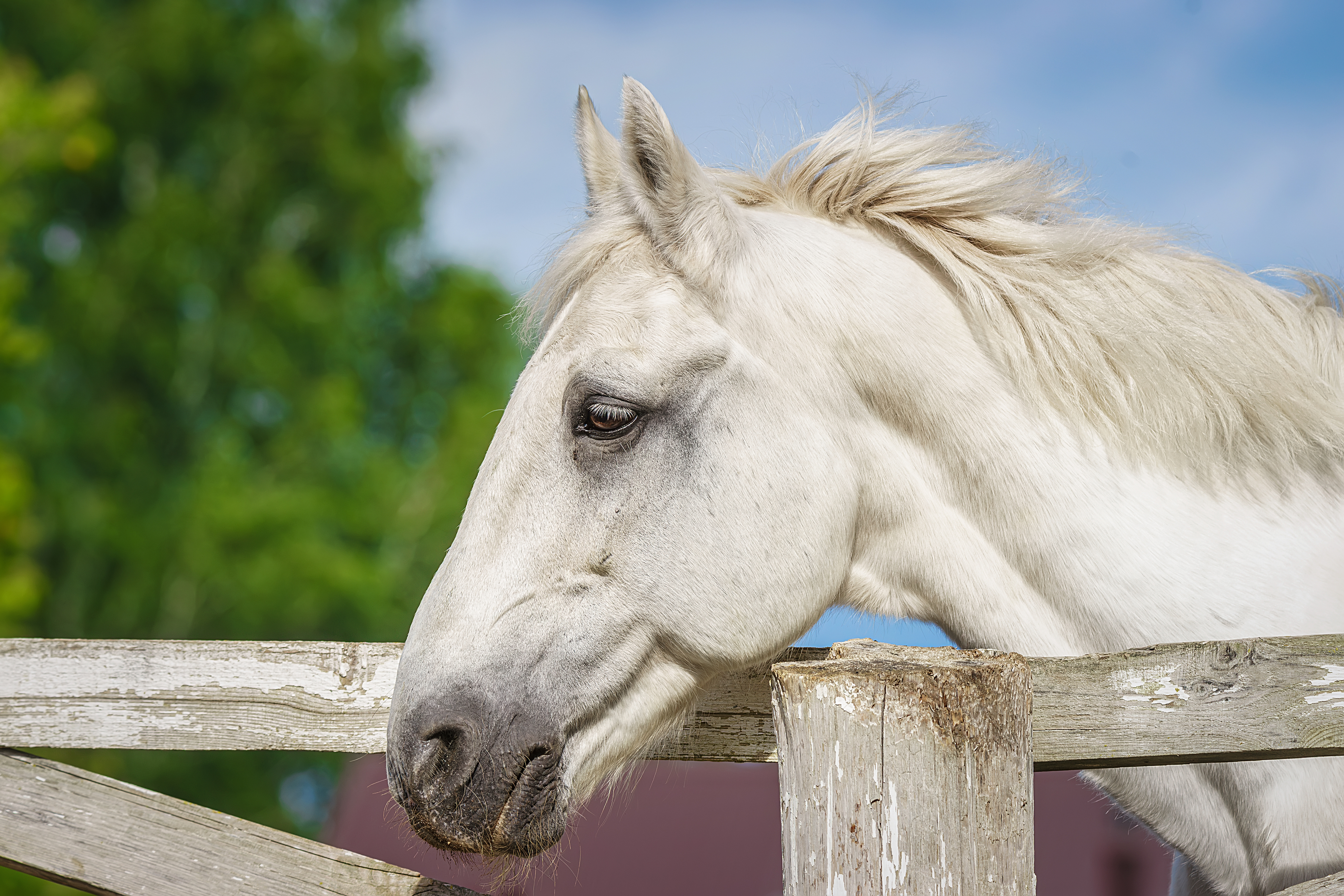 , Корнеев Алексей
