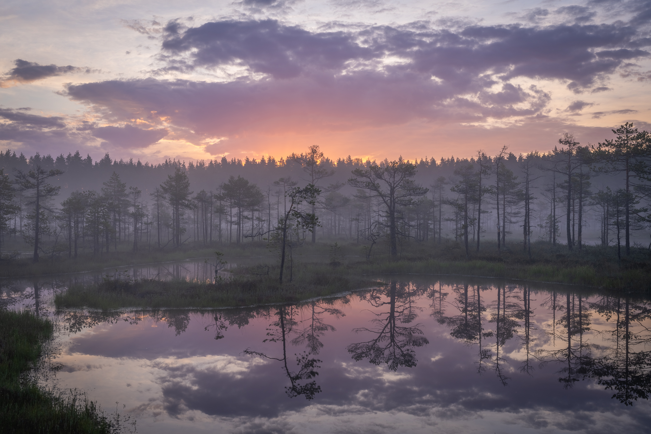 Болота Ленинградской области, туман, рассвет, Mikhail Ioannisian