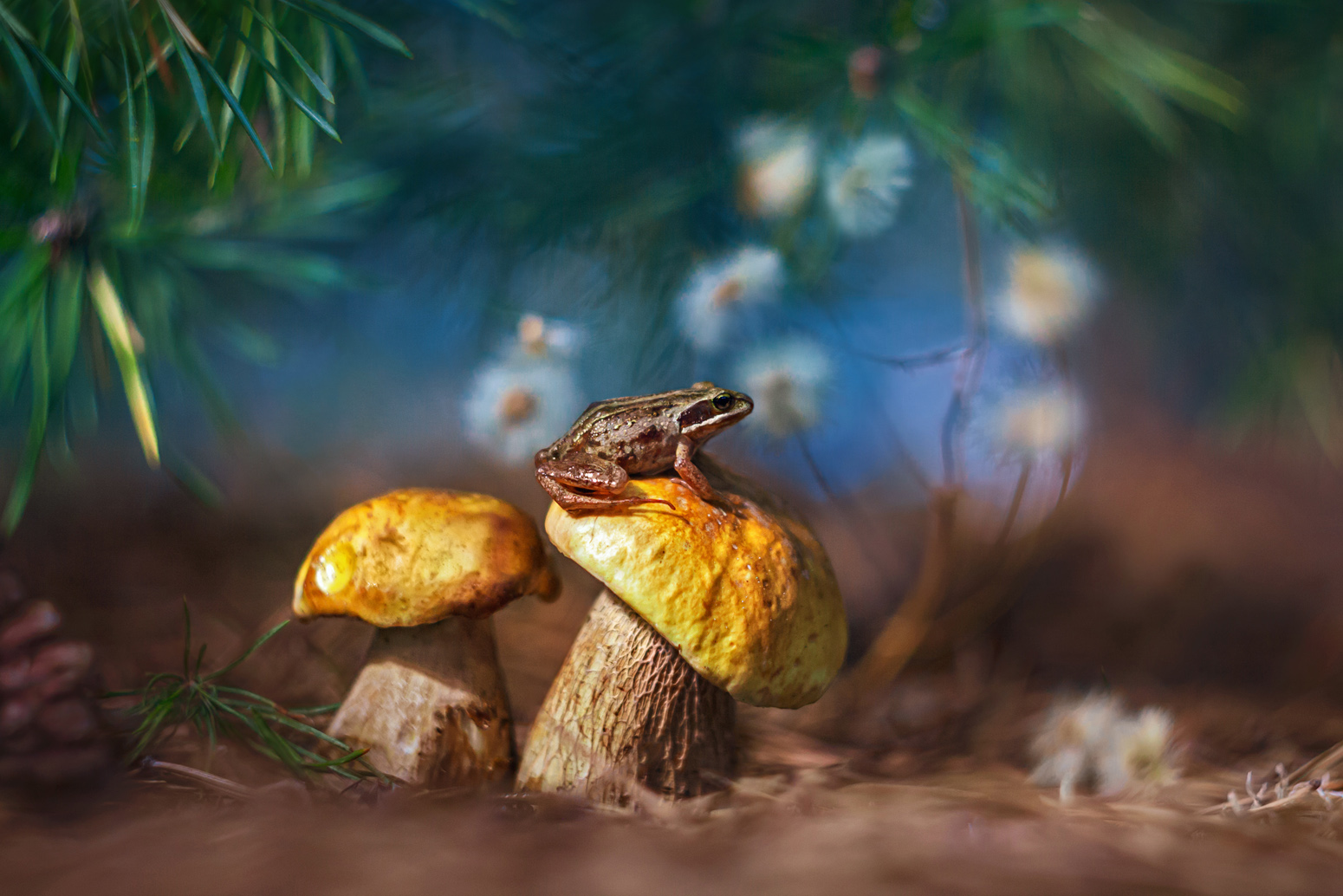 лето, природа, лес, грибы, лягушонок, Алёна Сурнина