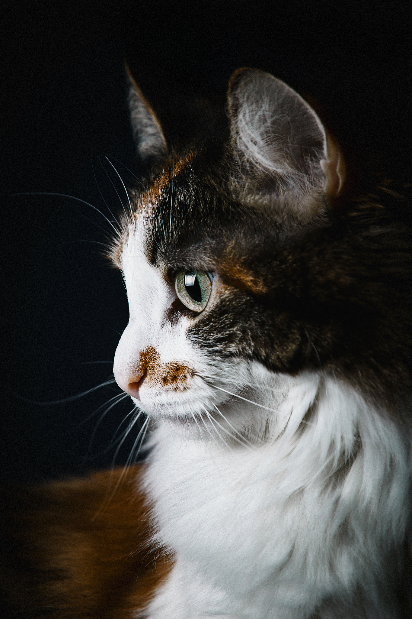 , Вострецов Иван