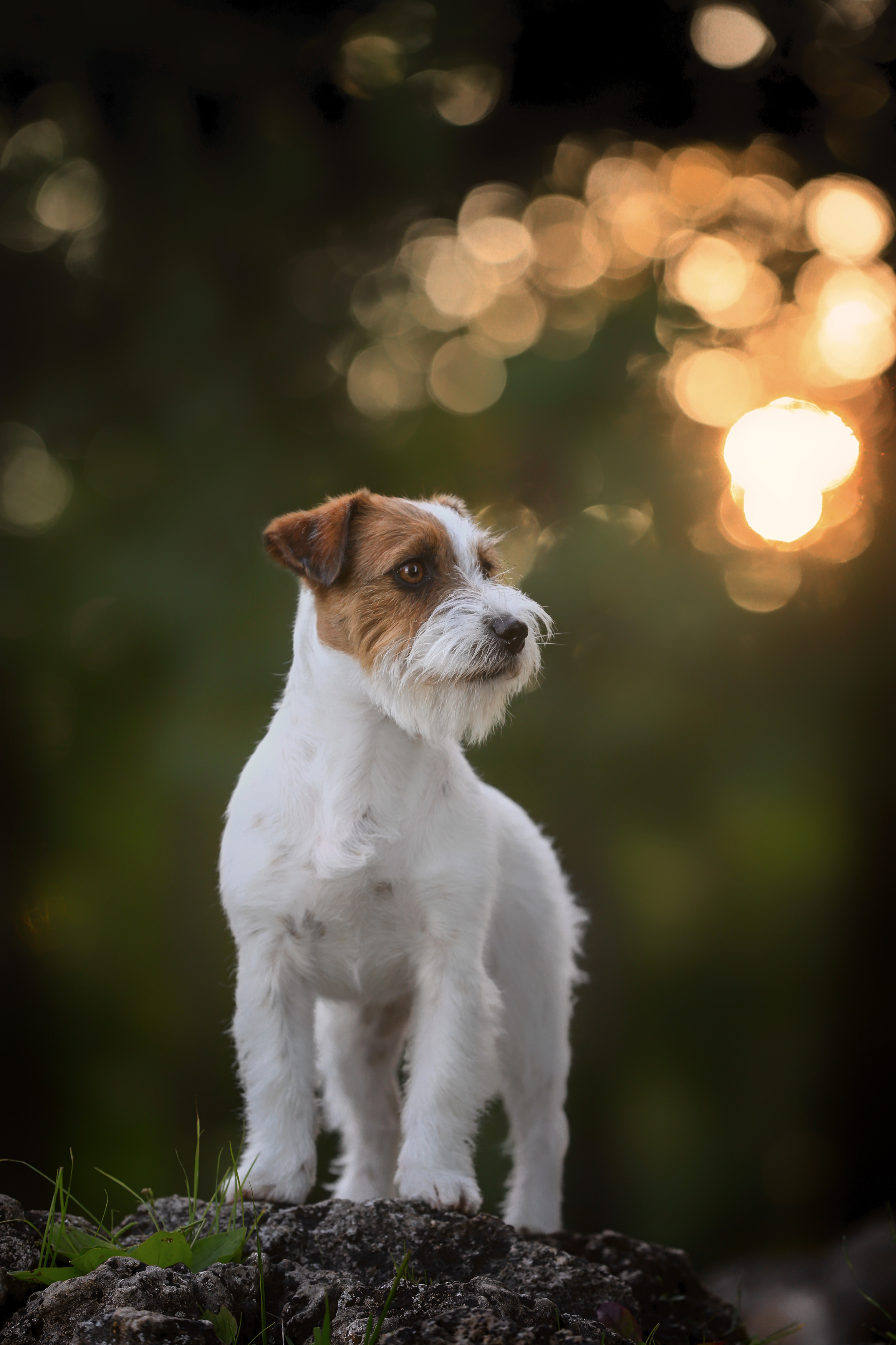 , Андрей Ершов