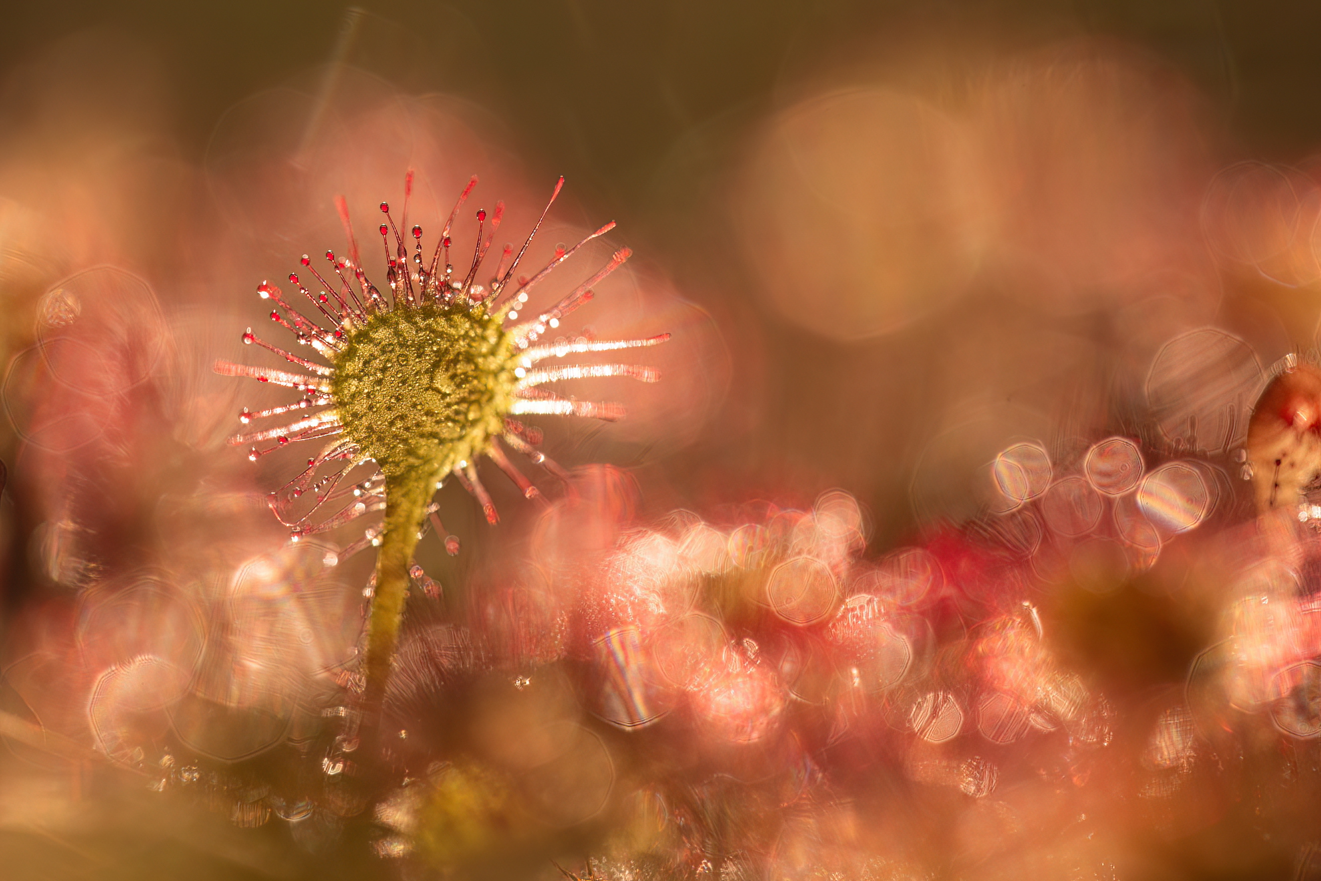 природа, дикая природа, макро, рассвет, мухоловка, арт, болото, nature, wildlife, canon, Пронин Денис