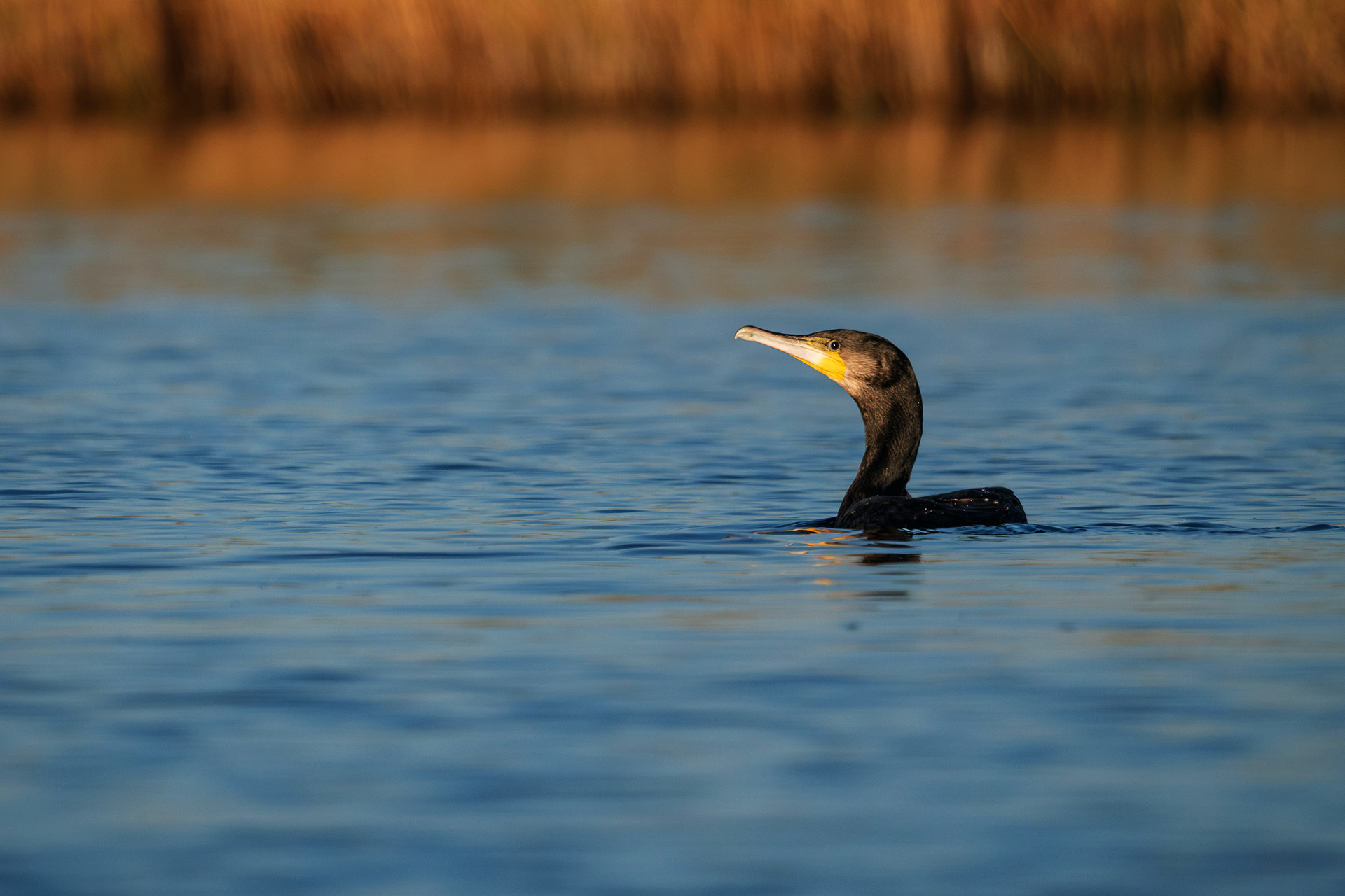 , Бодрягин Виталий