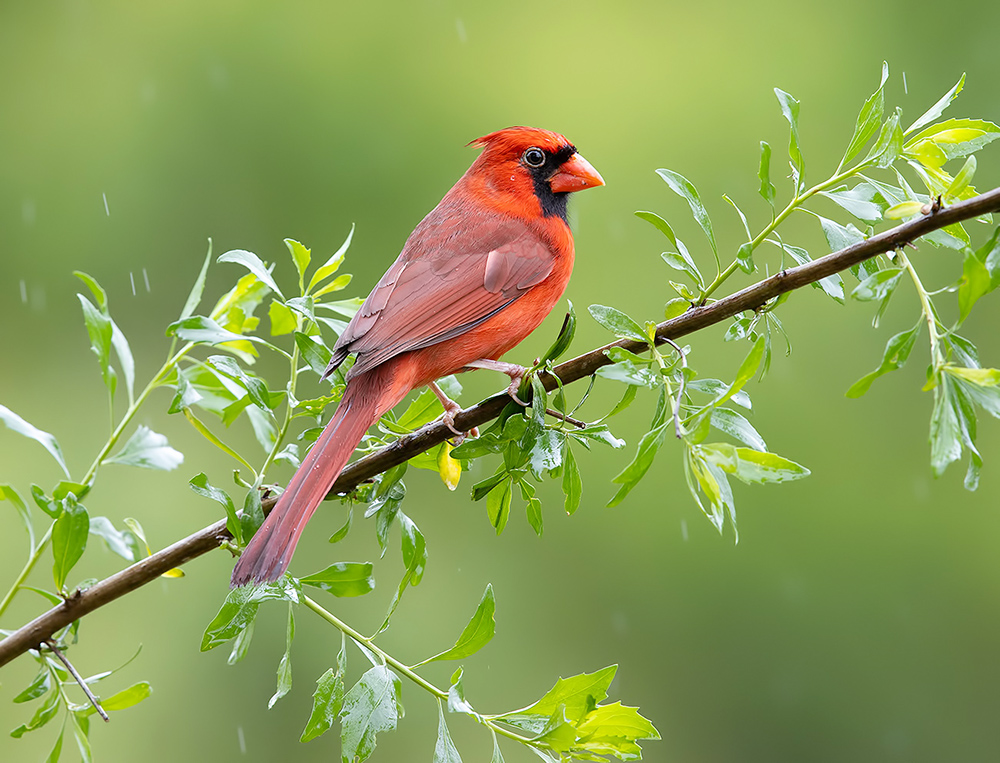 красный кардинал, northern cardinal, cardinal,кардинал, Etkind Elizabeth
