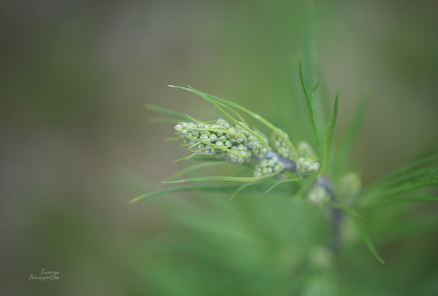 гроздовик, макро, Галина Лоскутова