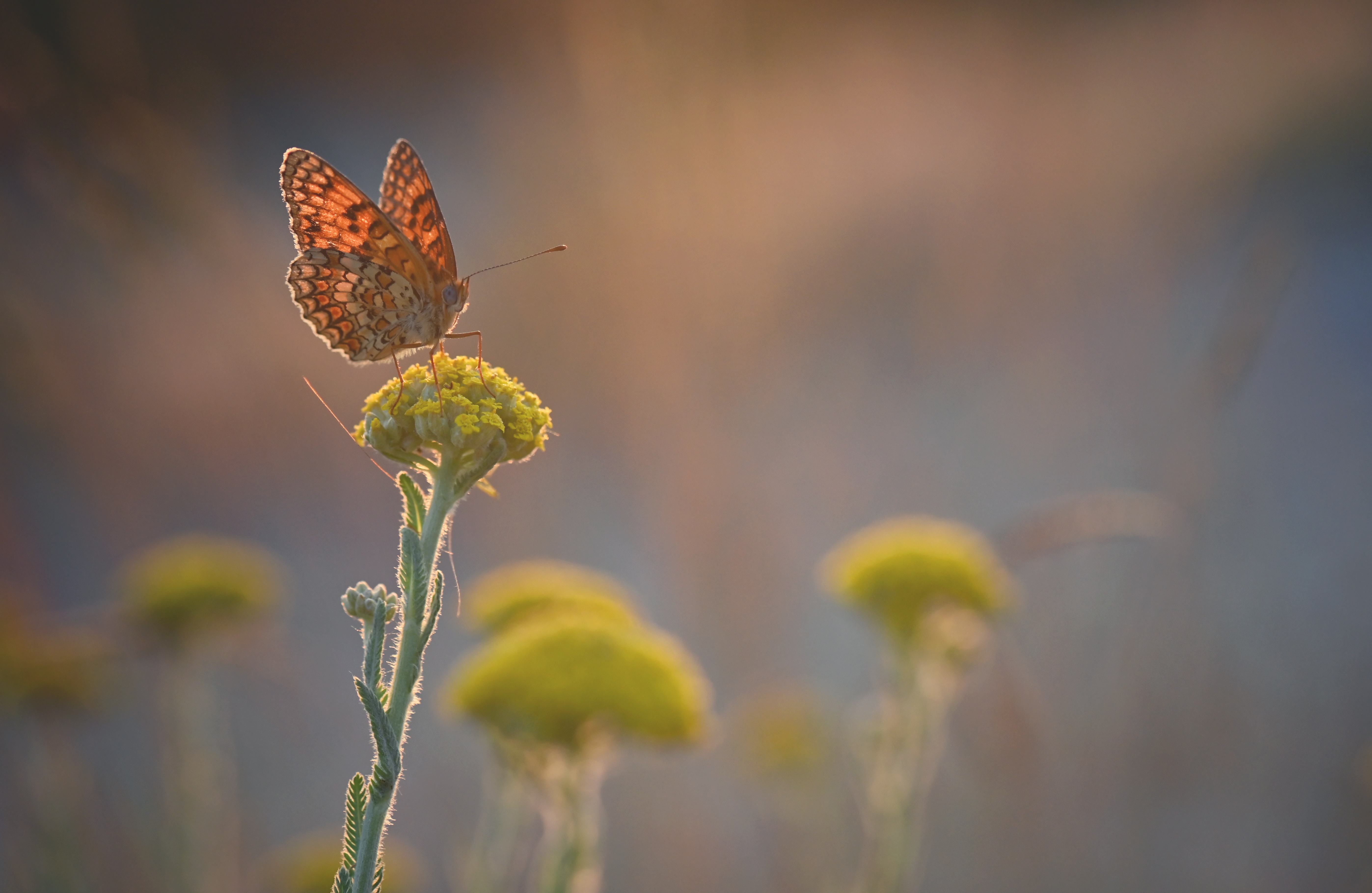 , Герчев Николай