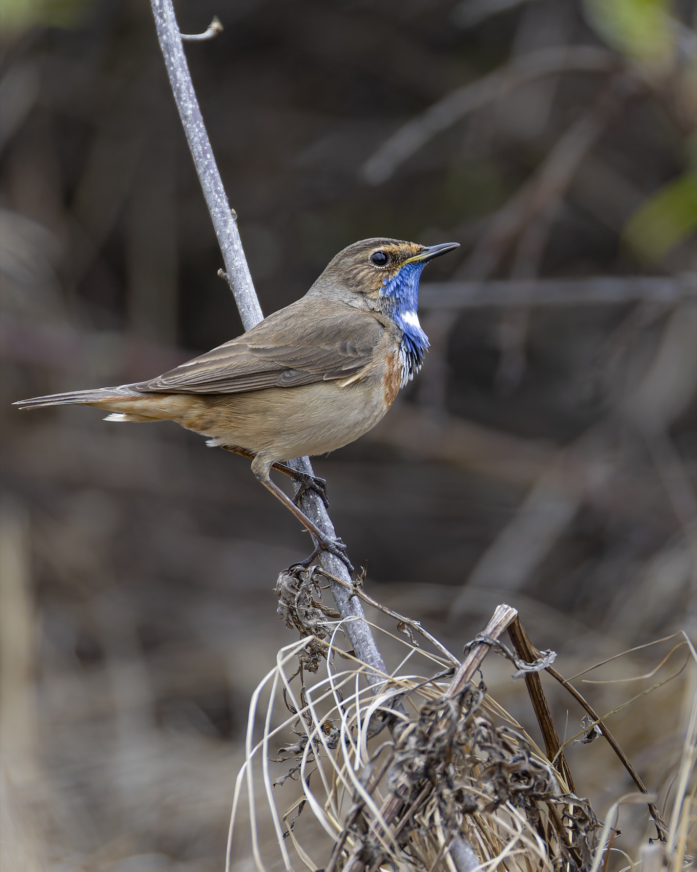 варакушка, птицы, Руслан Pl