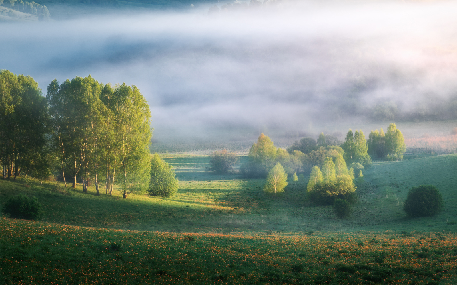 алтайский край, алтайский район, холмогорье, предгорья, алтайское холмогорье, весна на алтае, весенний алтай, предгорья алтая, огоньки, жарки, купальница азиатская, Рубан Елена