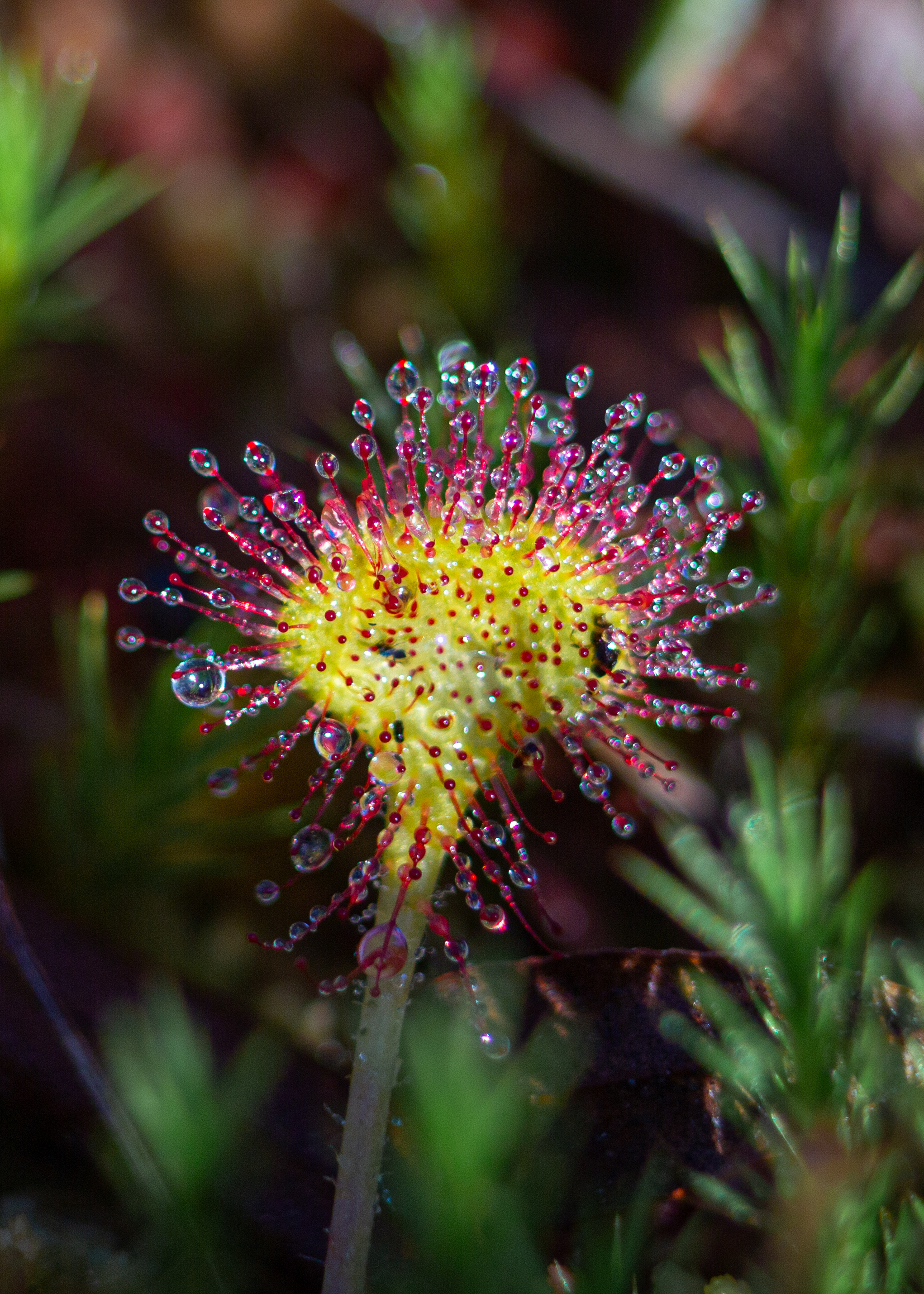 , Комарова Вера