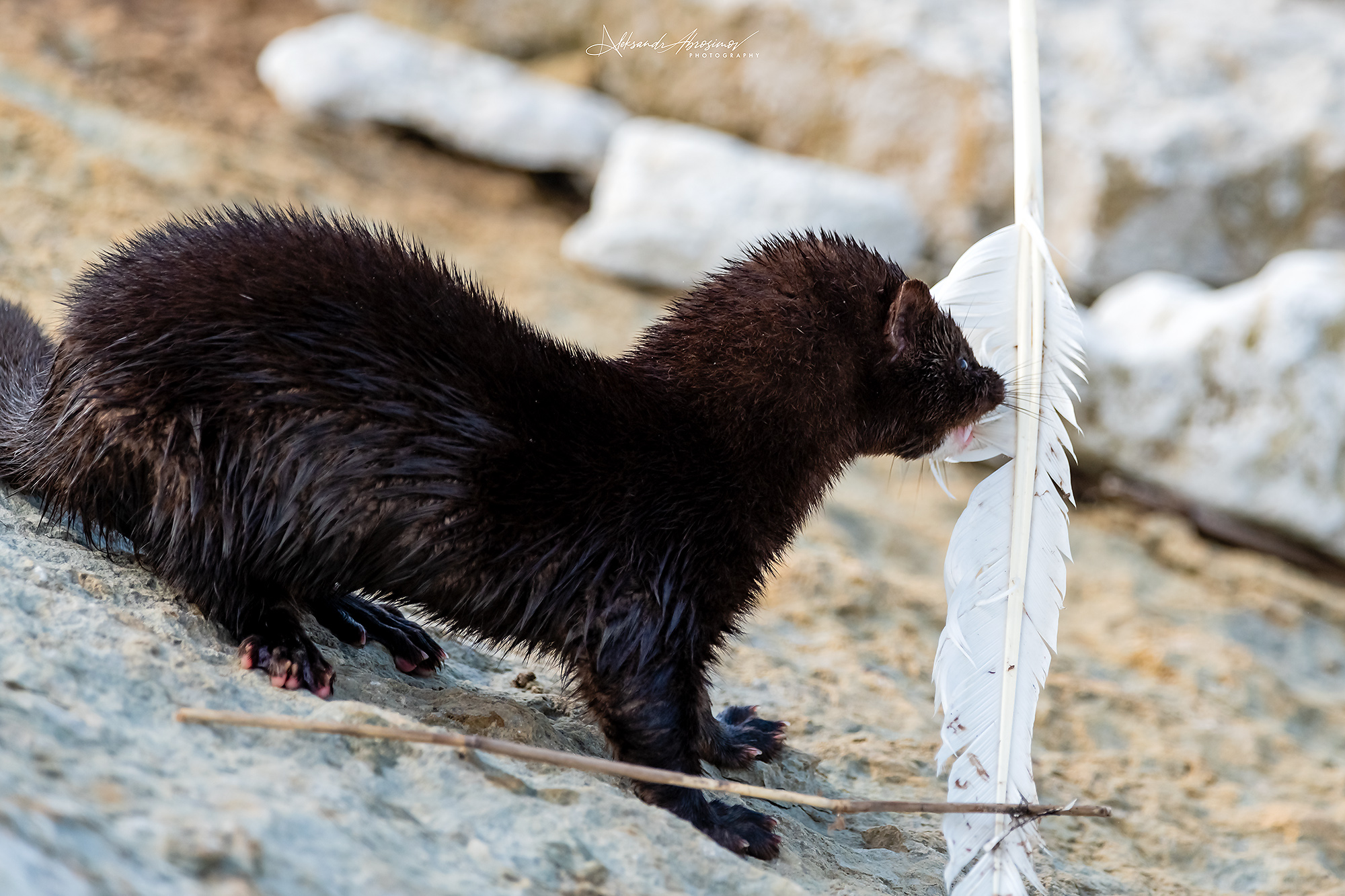 , Абросимов Александр