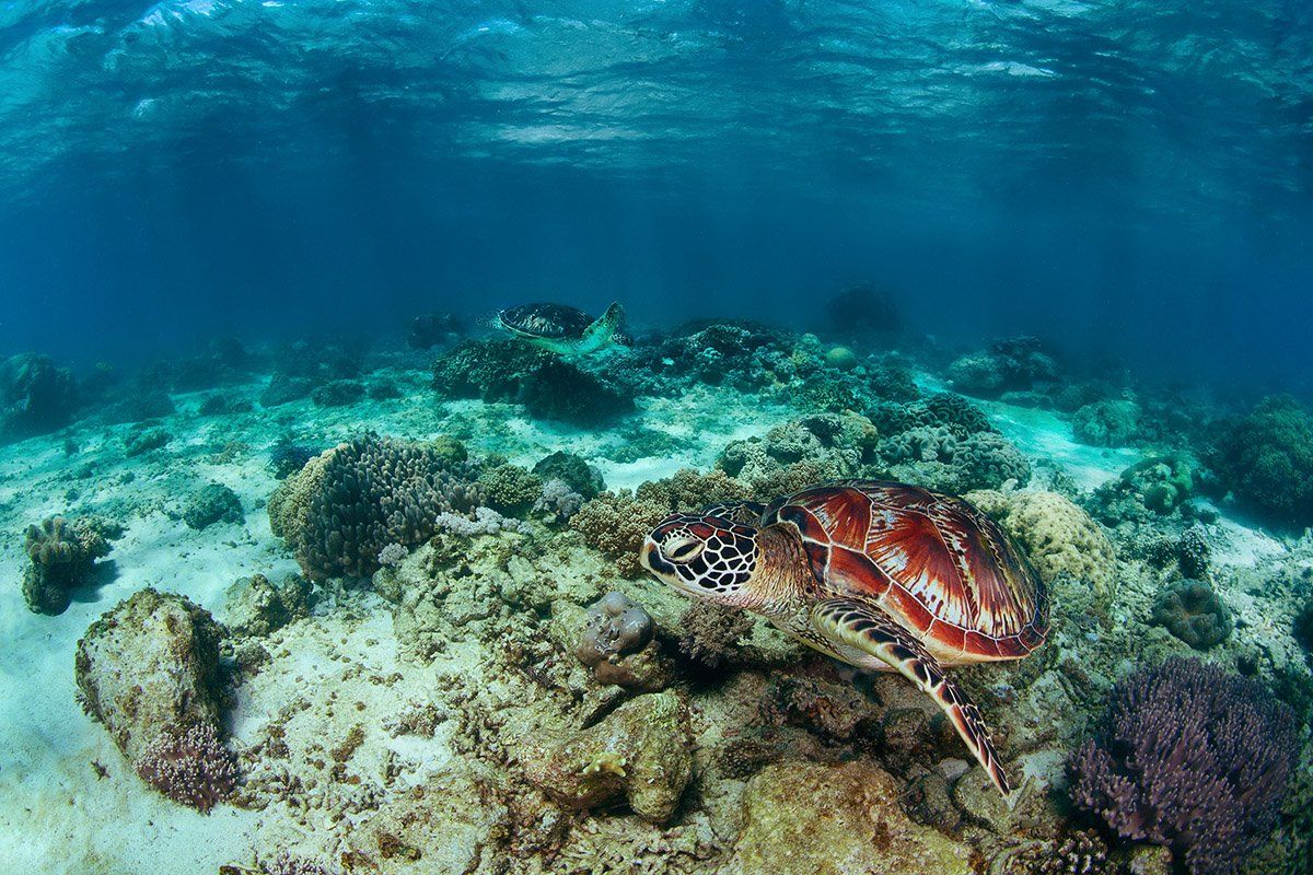 черепаха, филиппины, подводное, море, кооралл, Нарчук Андрей
