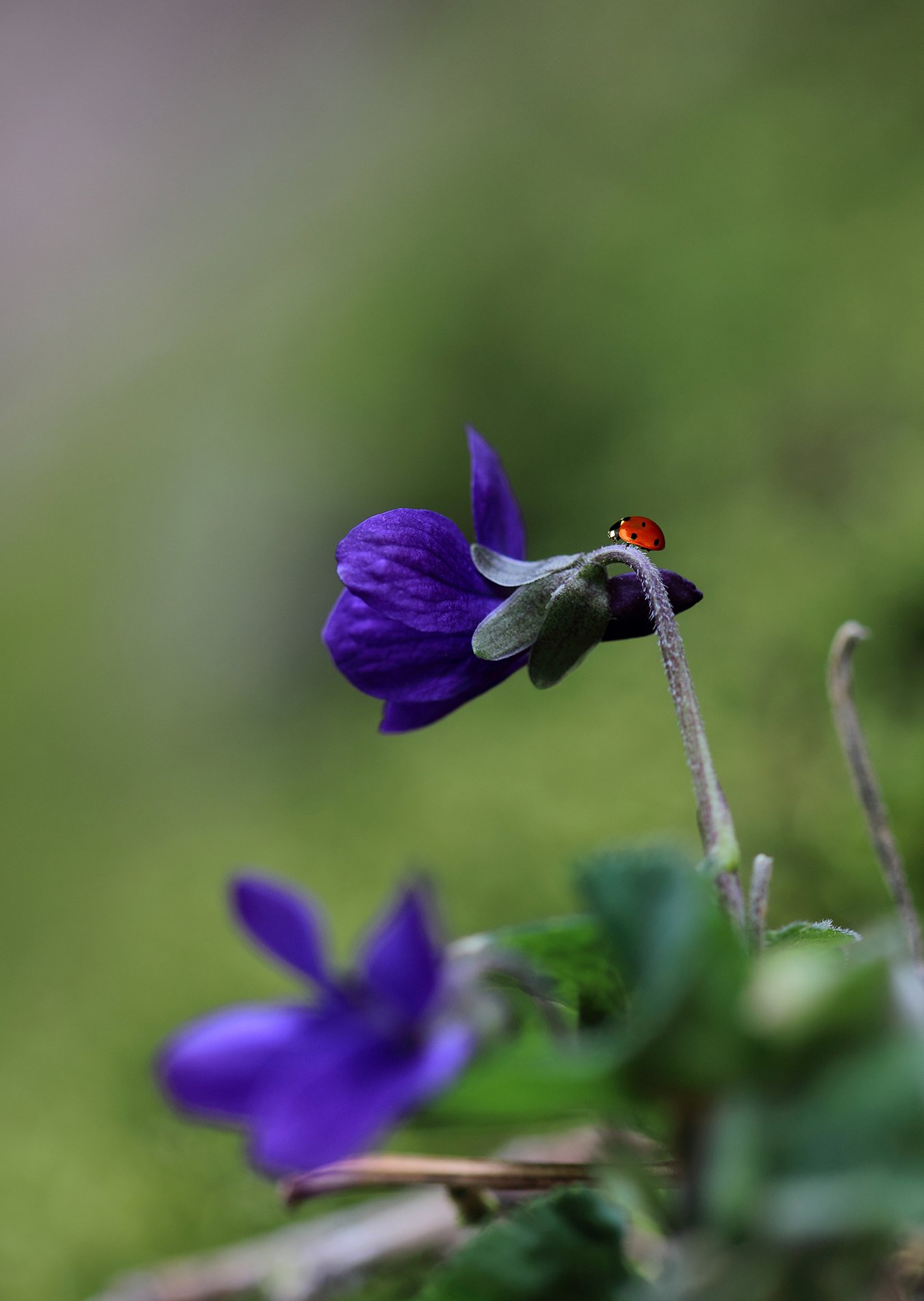 ladybug,nature,natural,macro,beauty, Naiden Bochev