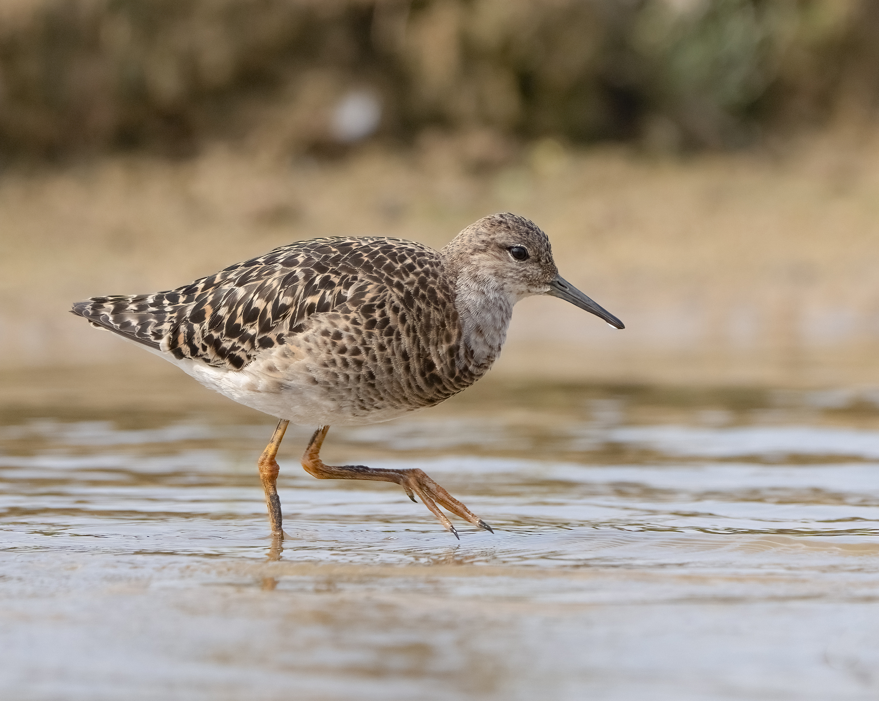 птицы,природа, лето, Андрей Киселёв