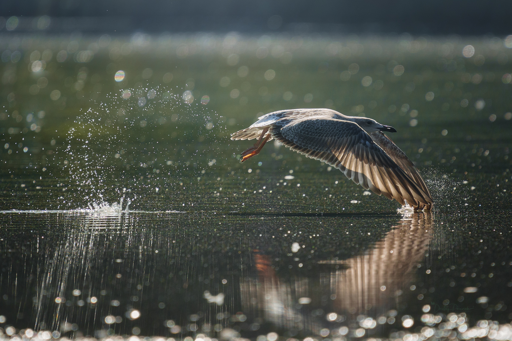природа, лес, поля, огороды, животные, птицы, макро, Дмитрий Посевич