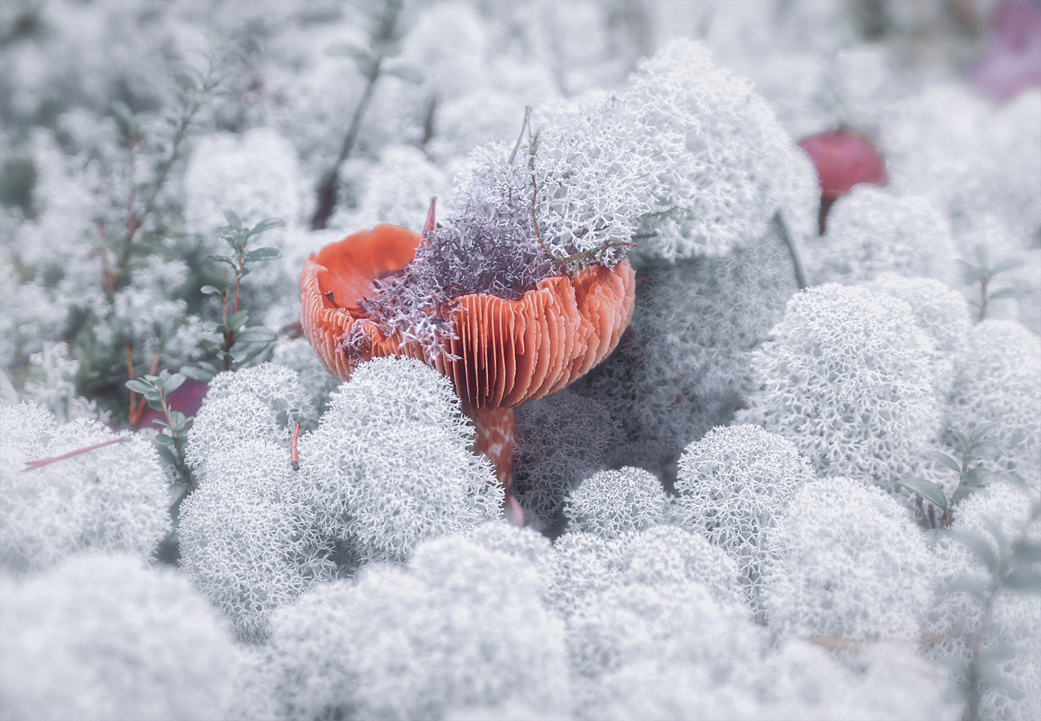 мох, ягель, грибы, поганки, Вера Ра