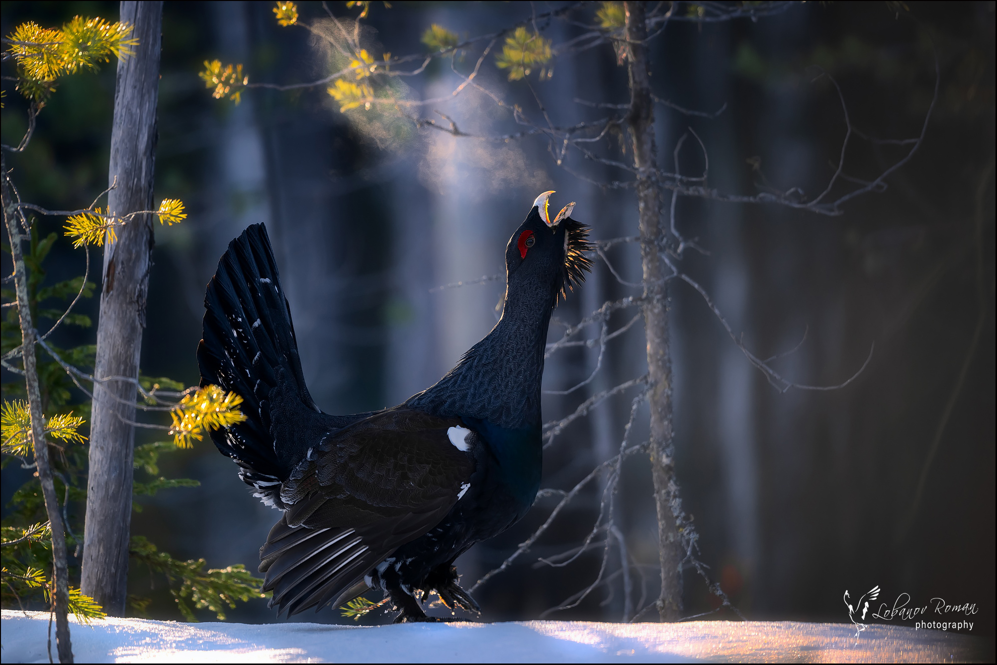 , Лобанов Роман