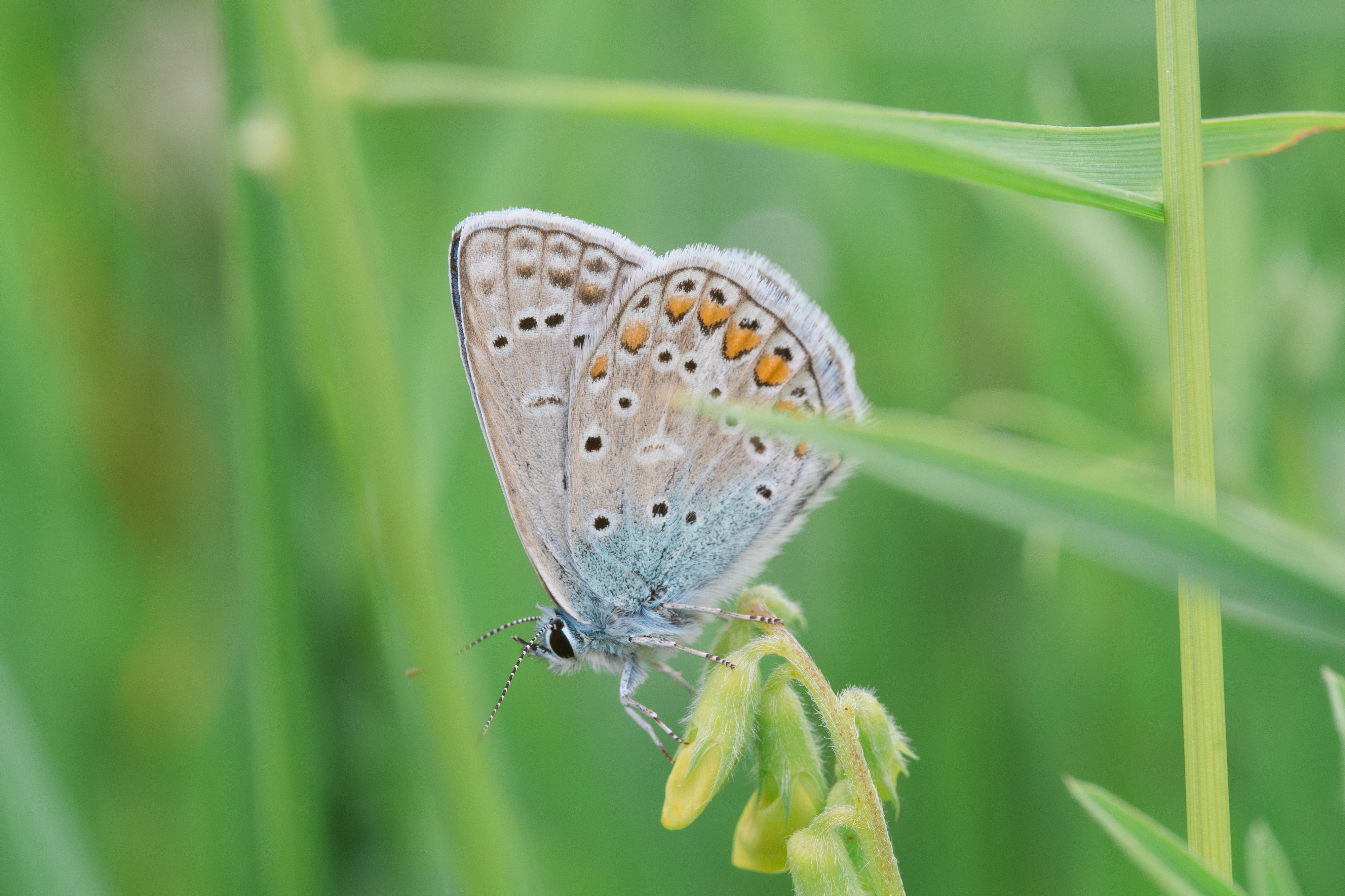 , Ольга Таланцева