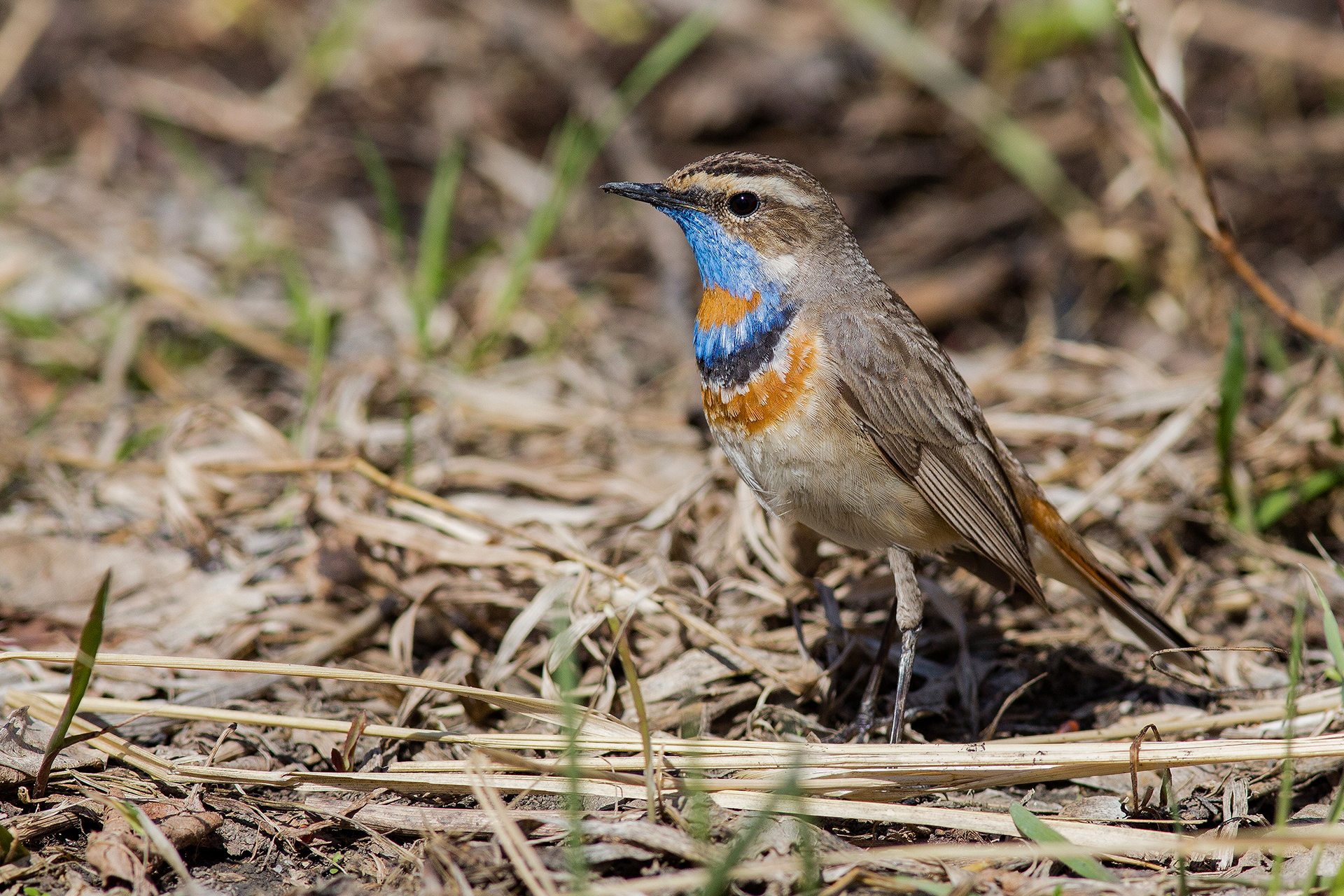 , Сосновских Вячеслав