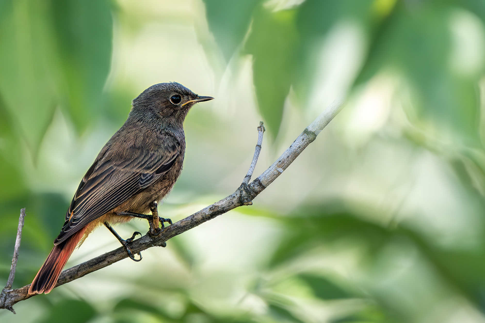 , Молодкин Дмитрий