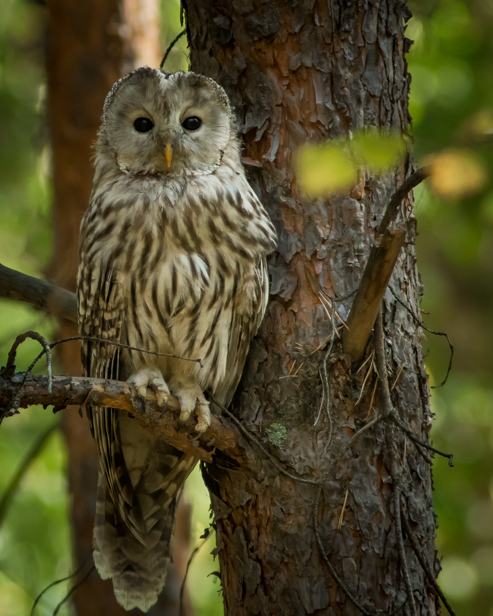 уральская неясыть, длиннохвостая неясыть, Суслов Дмитрий