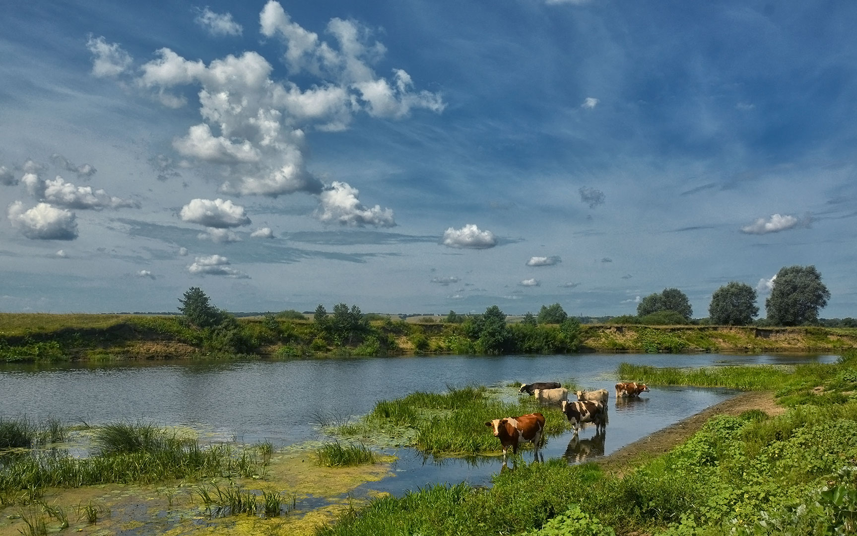 река облака коровы лето , Sergio Borkoni