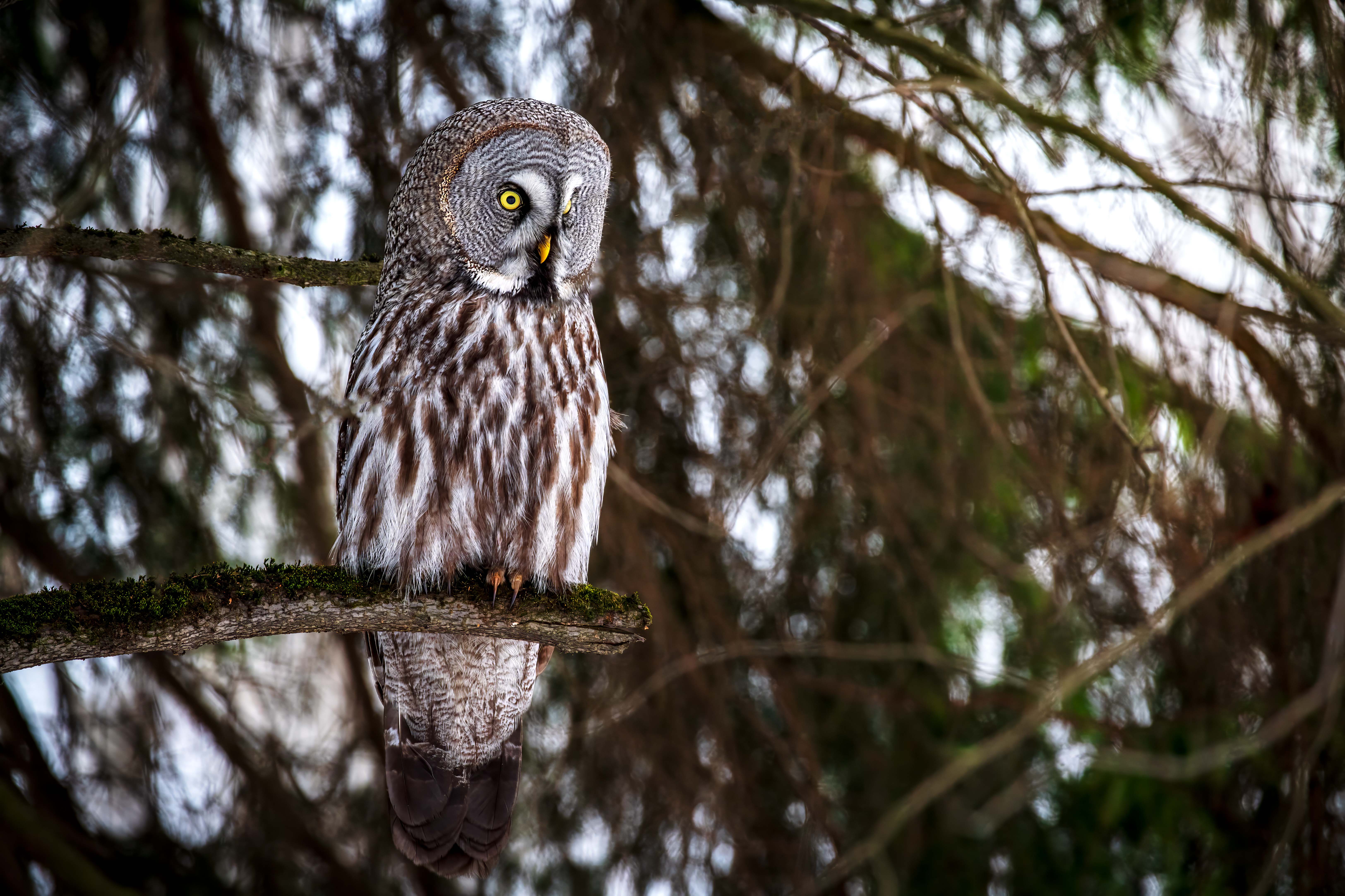 , Павел Ныриков