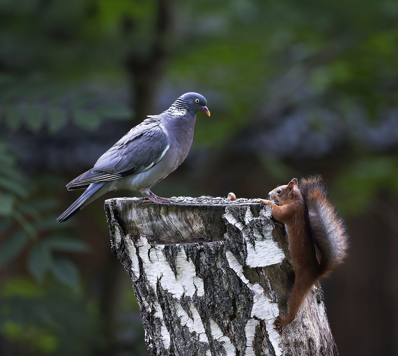 вяхирь,белка,фотомодели,орех,лес,природа, squirrel,bird, beautiful, forest, nature, Стукалова Юлия