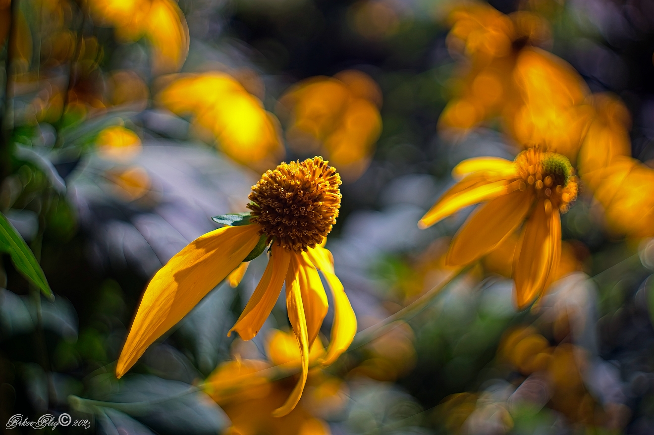 , Орлов Олег