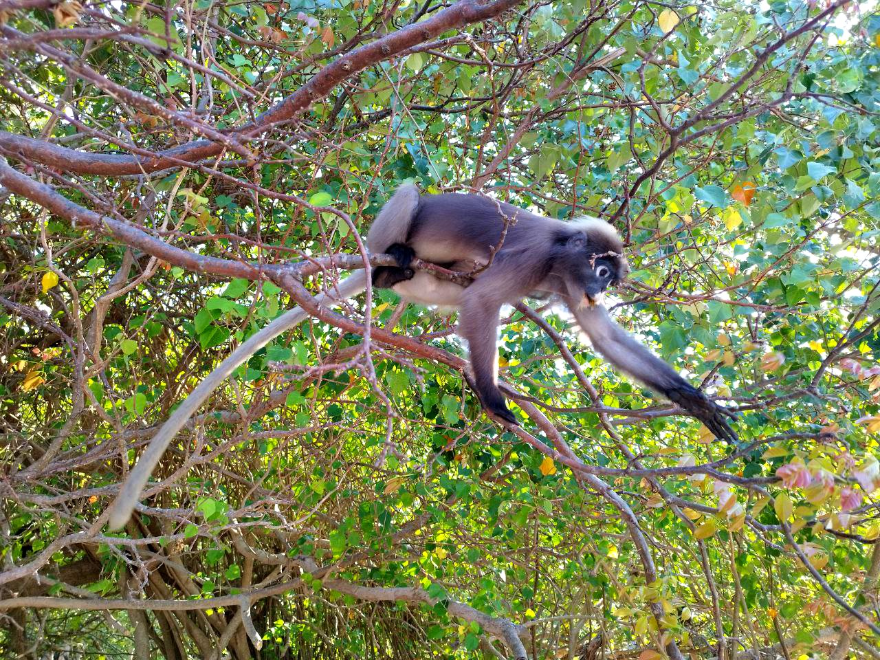 the good monkey, krabi, raily, Karina Yakovleva