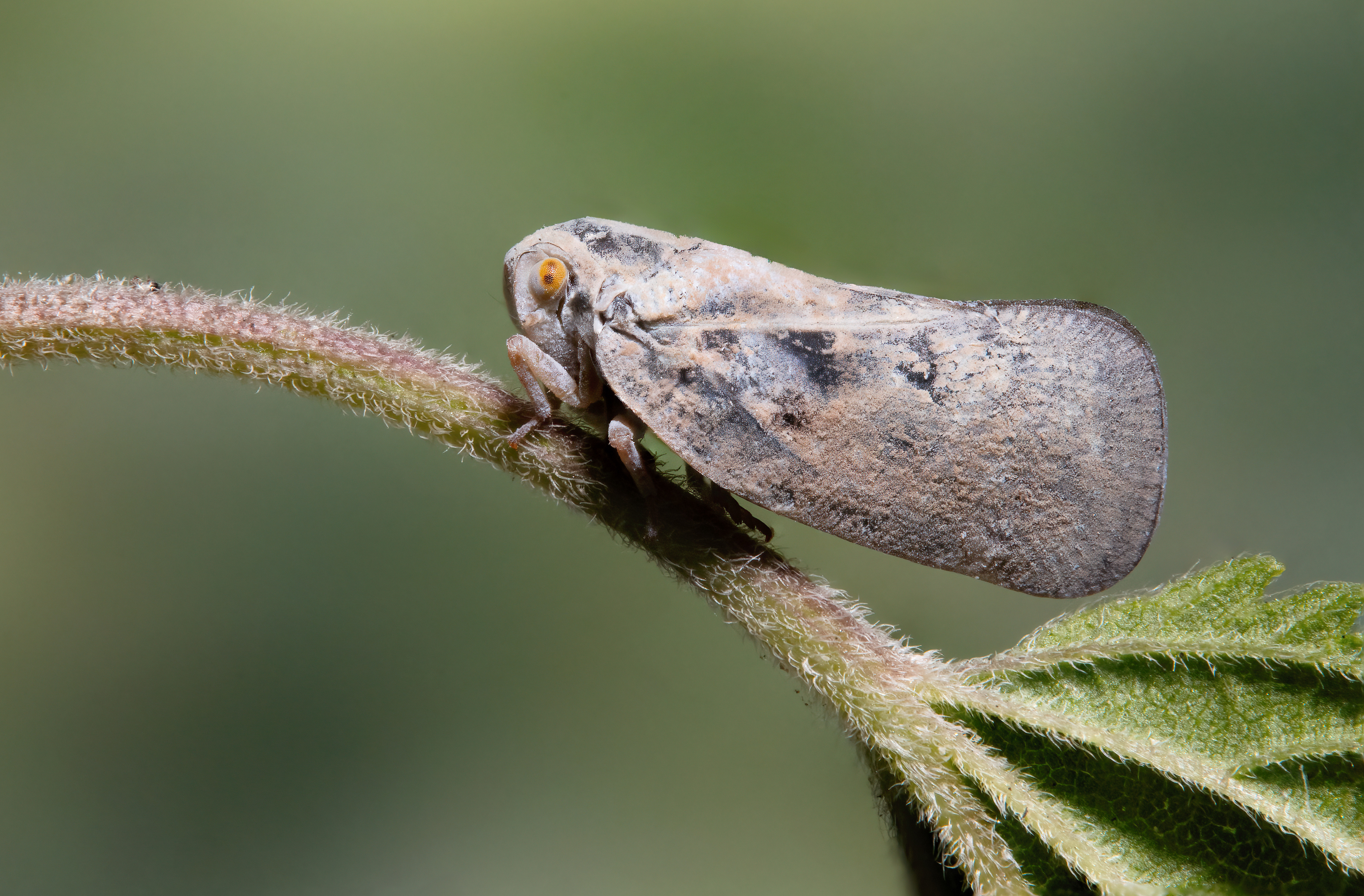 макрофото, макрофотографии, фотомакро, насекомые, макромир, макрофотограф, макроаддикт, макро_мир, naturelovers, naturelover, naturephotography, macrolove, macro_love, biodiversity, macrophotography, macro, macronature, entomology, arthropods, arthropod, ,  Stephane