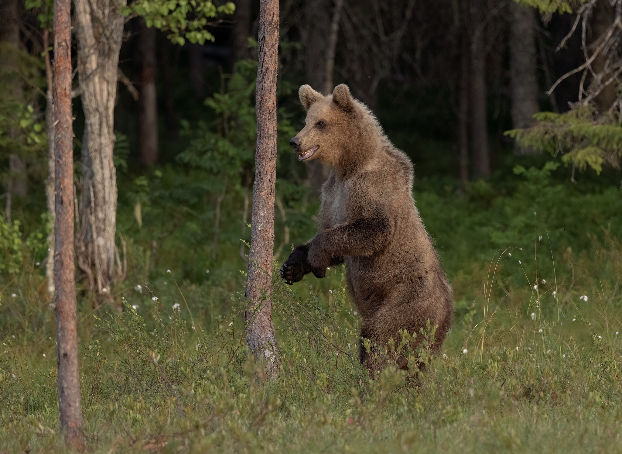 brown bear, bear, nature, wildlife, woods, canon, MARIA KULA
