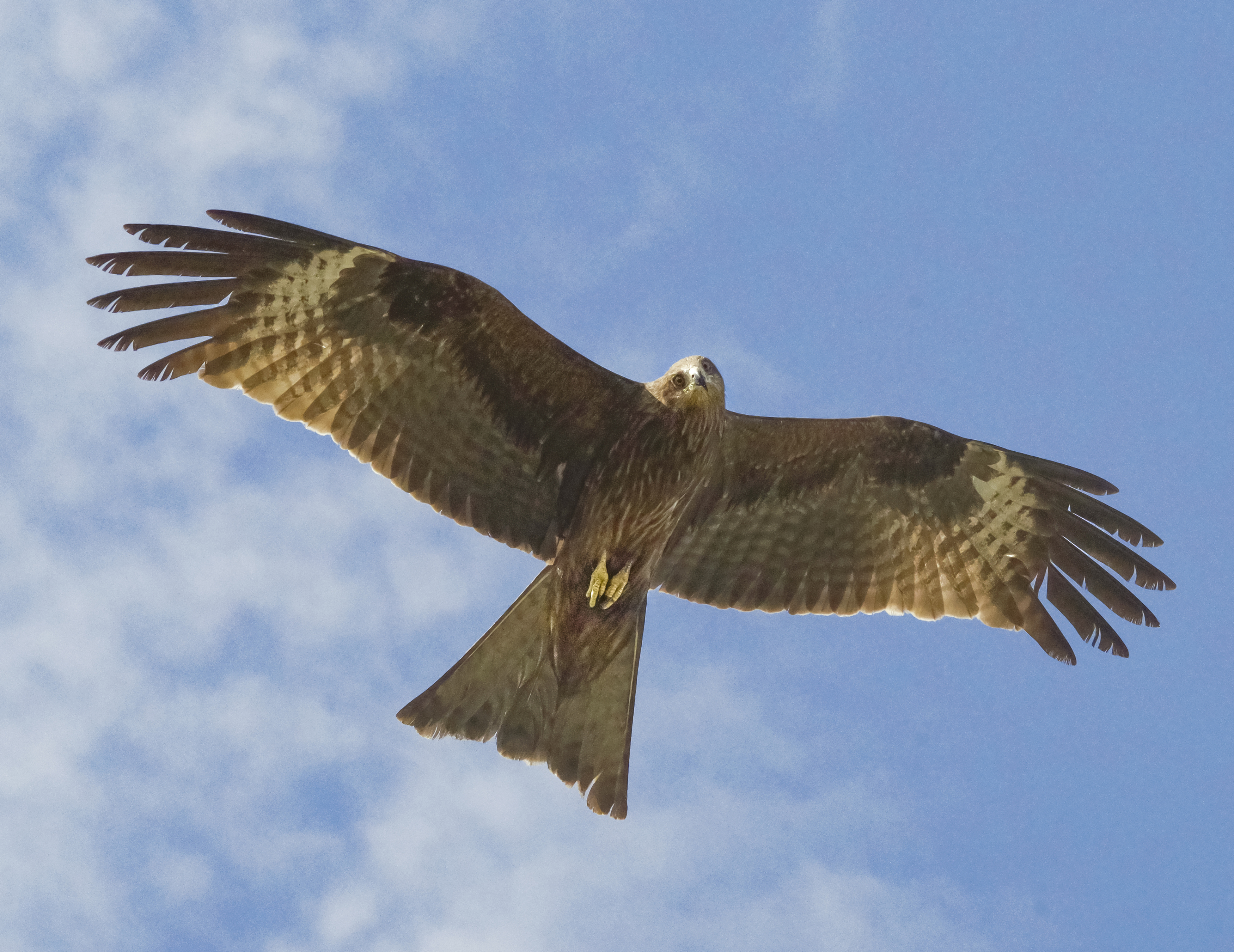 , Ленденёв Владимир