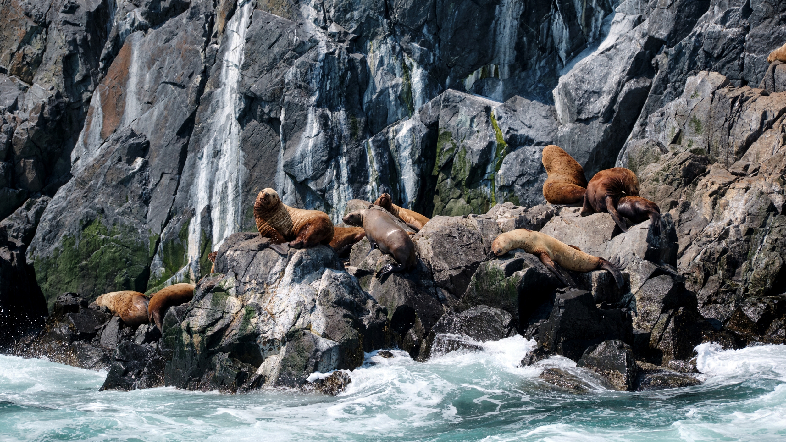 камчатка, сивучи, Багурский Алексей