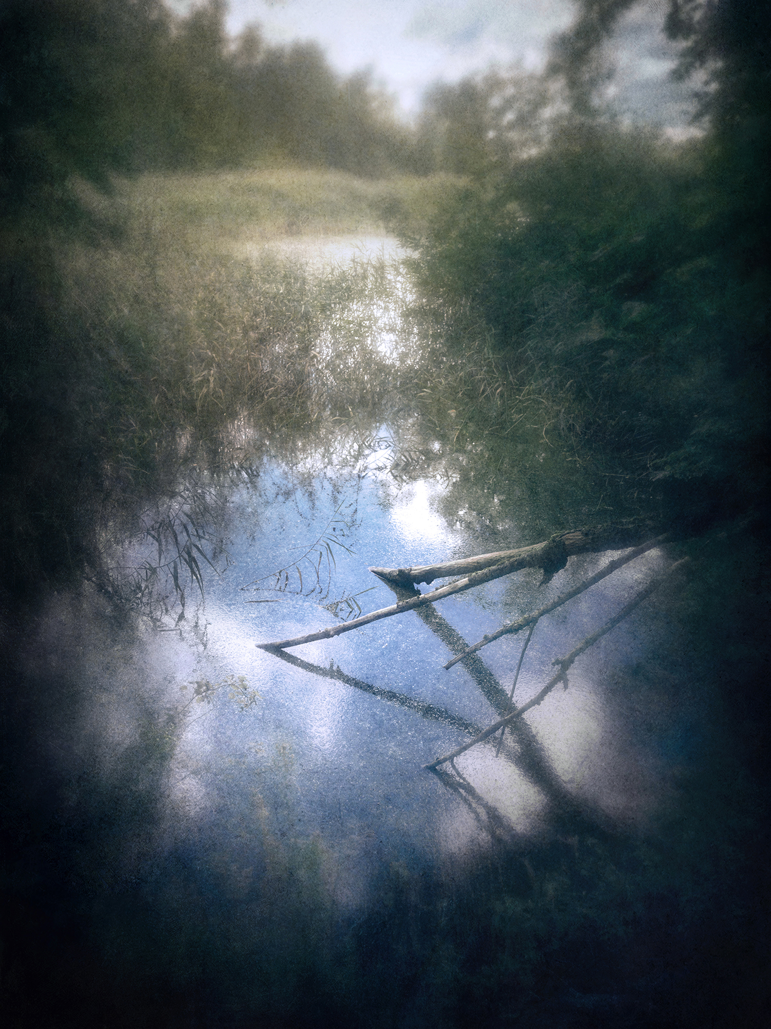 пикториализм, импрессионизм, лес, Сергей Кот