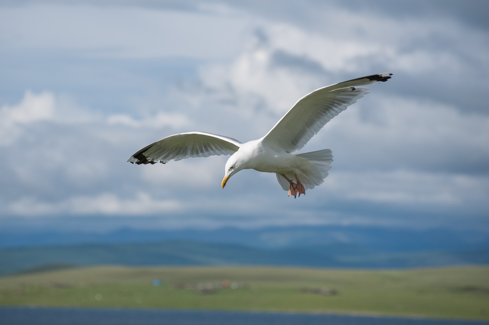 монголия, горы, лето, чайка, Юрий Мальцев