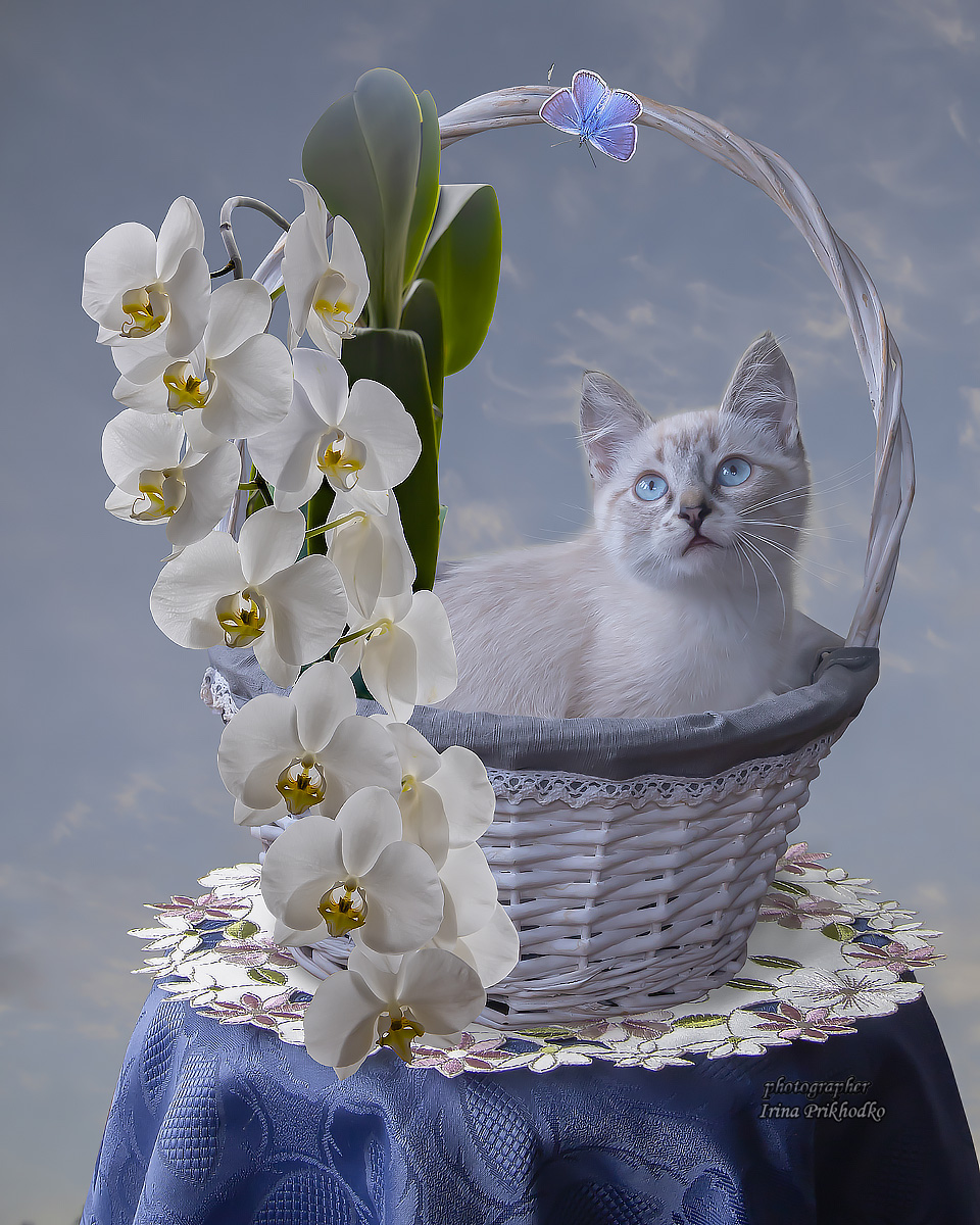 кошки, котята, домашние животные, портреты, художественная фотография, Приходько Ирина