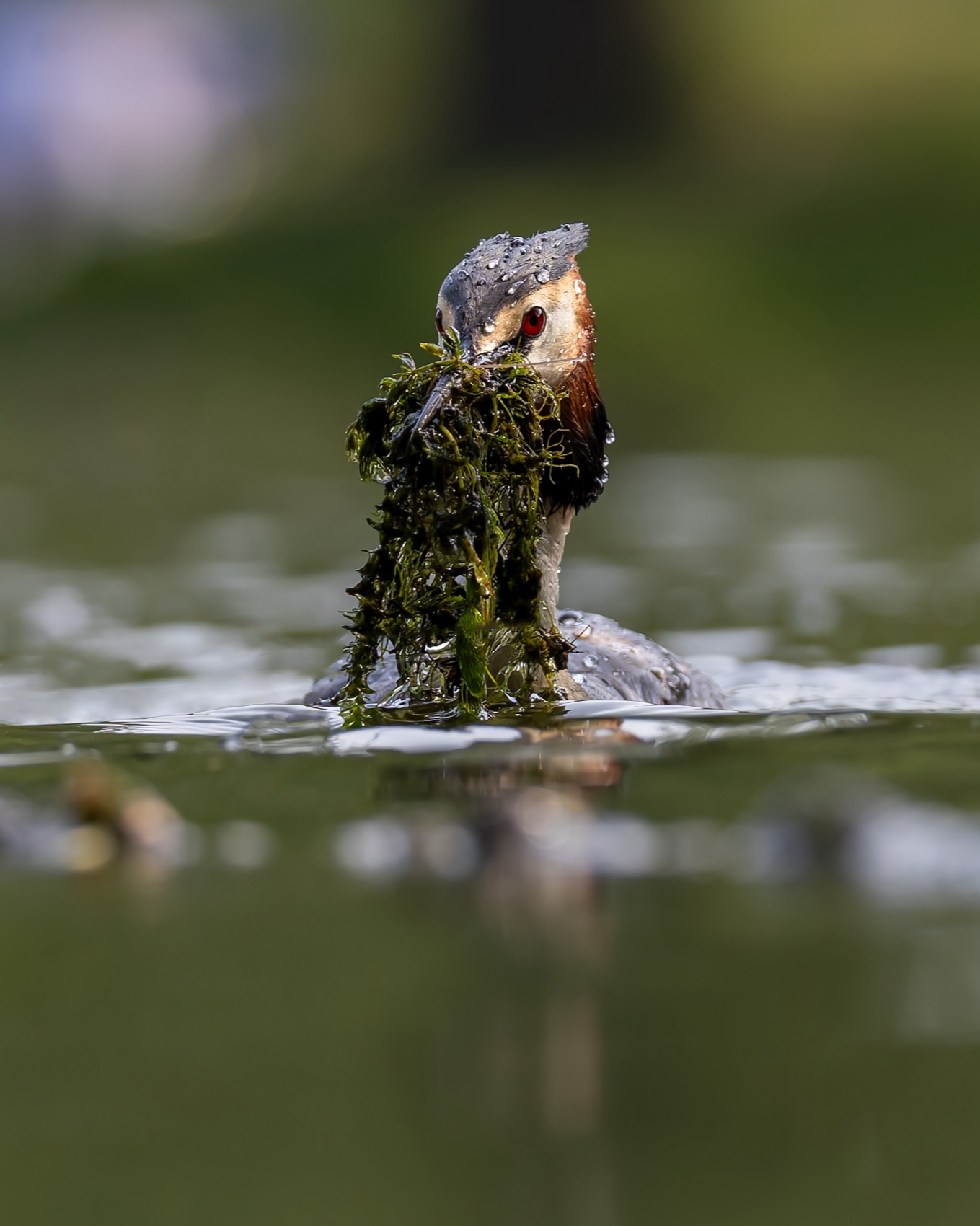 чомга, птицы, поганка, большая поганка, Руслан Pl