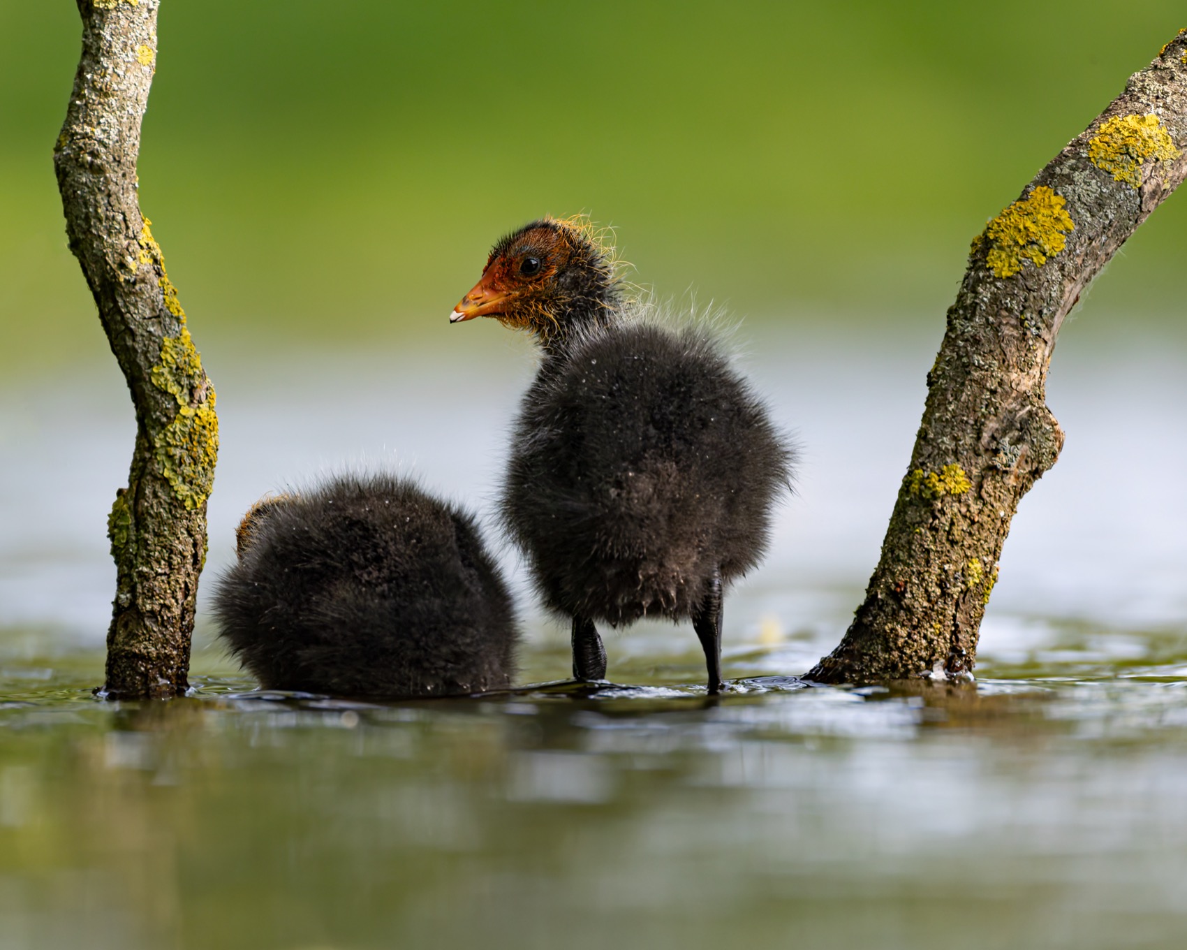 птицы, лысуха, птенец, лысенок, лысята, вратарь, Руслан Pl